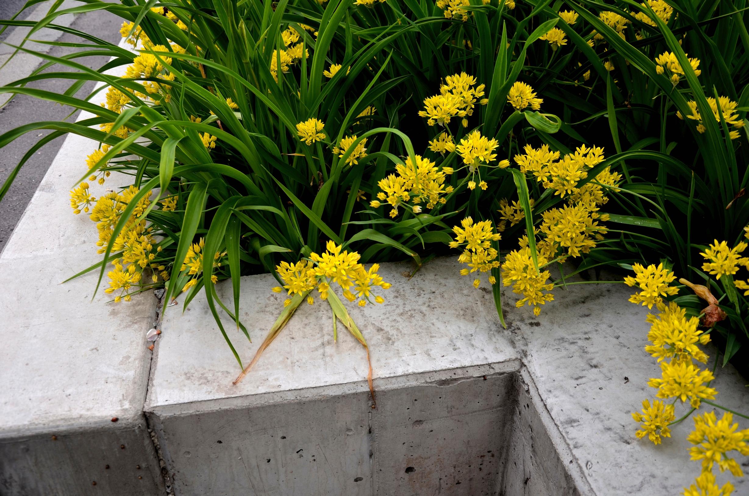 yellow-flowered garlic