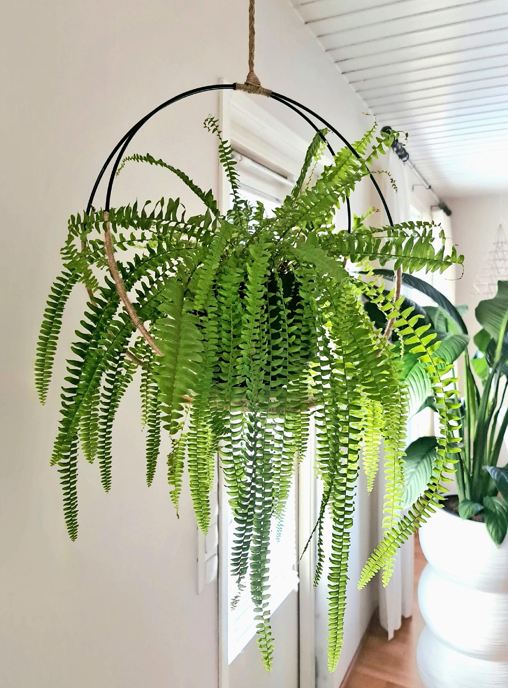 A ring hanging planter in use.
