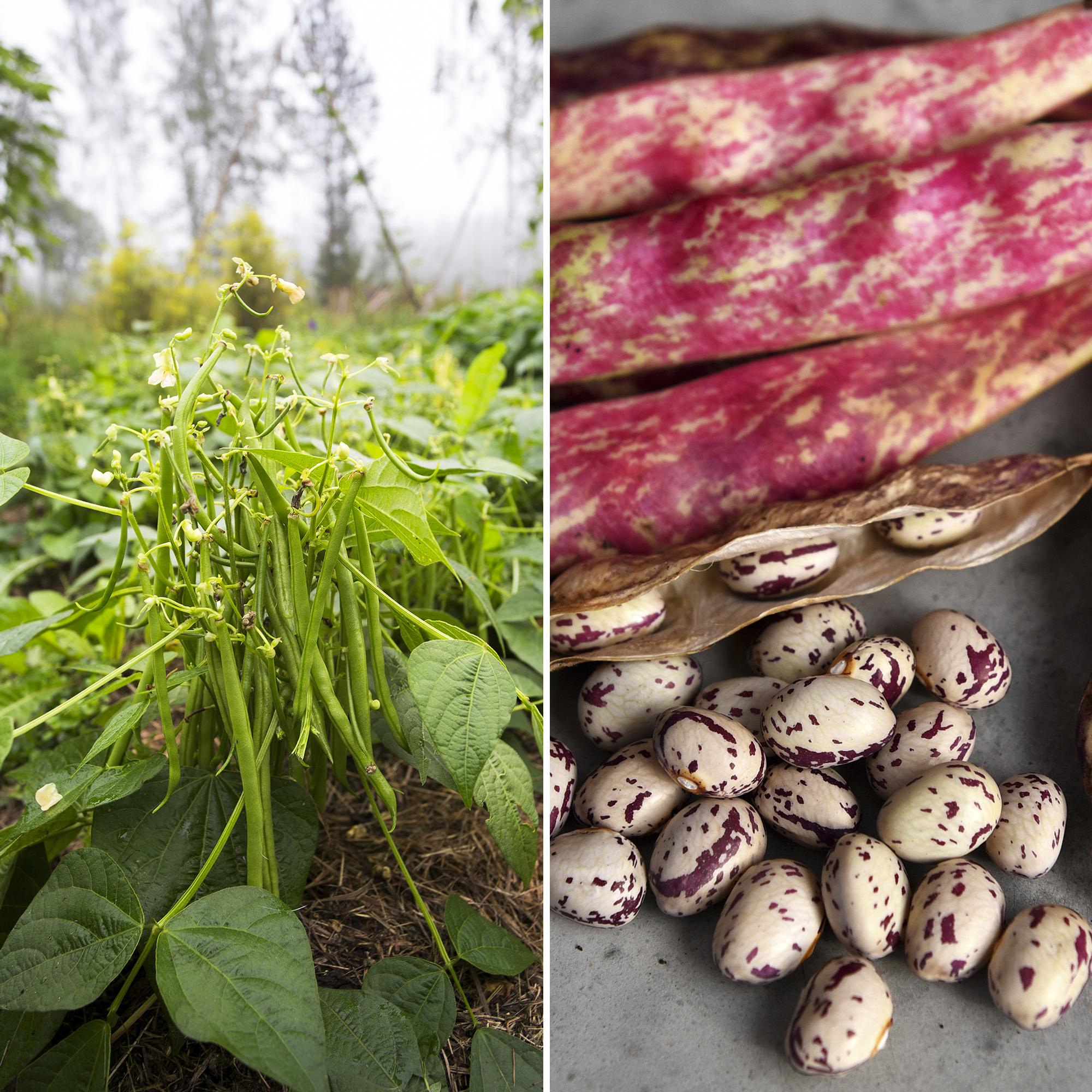 Harvest and handle beans: don’t forget to boil, and try drying!