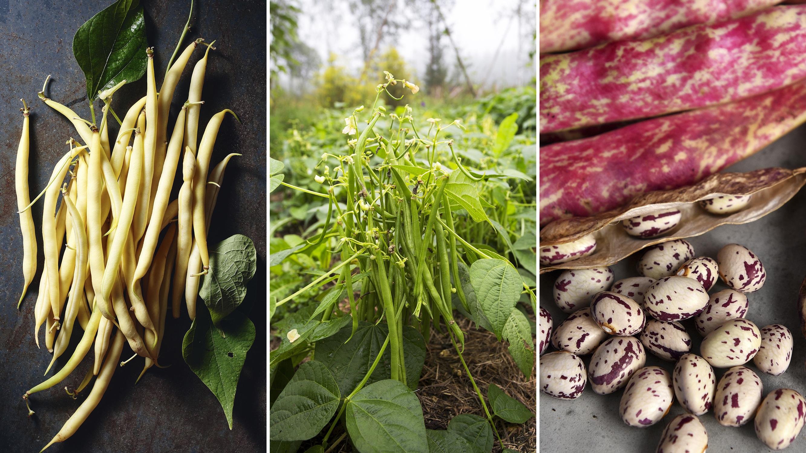 Harvest and handle beans: don’t forget to boil, and try drying!