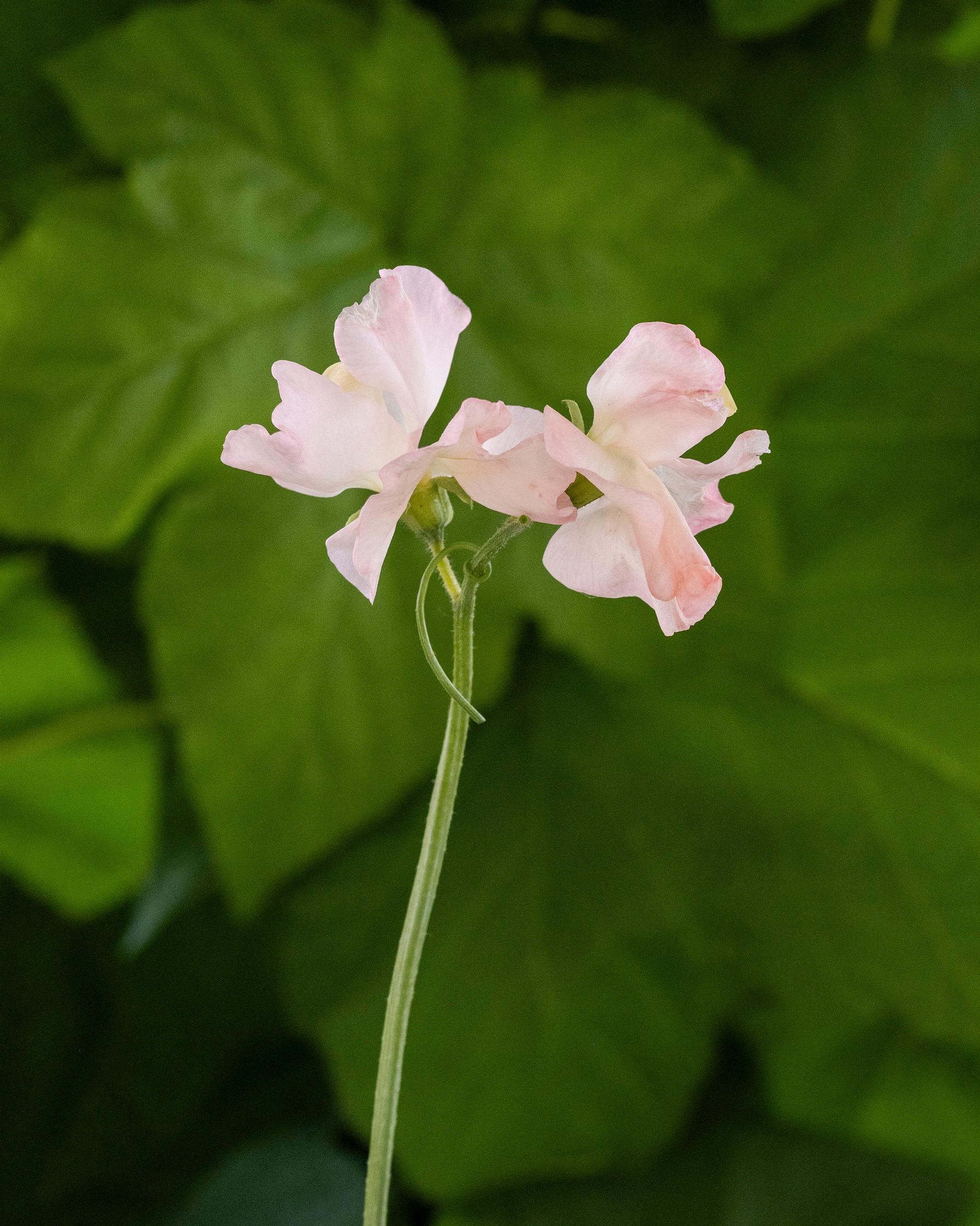 Sweet pea 'Castlewellan'.