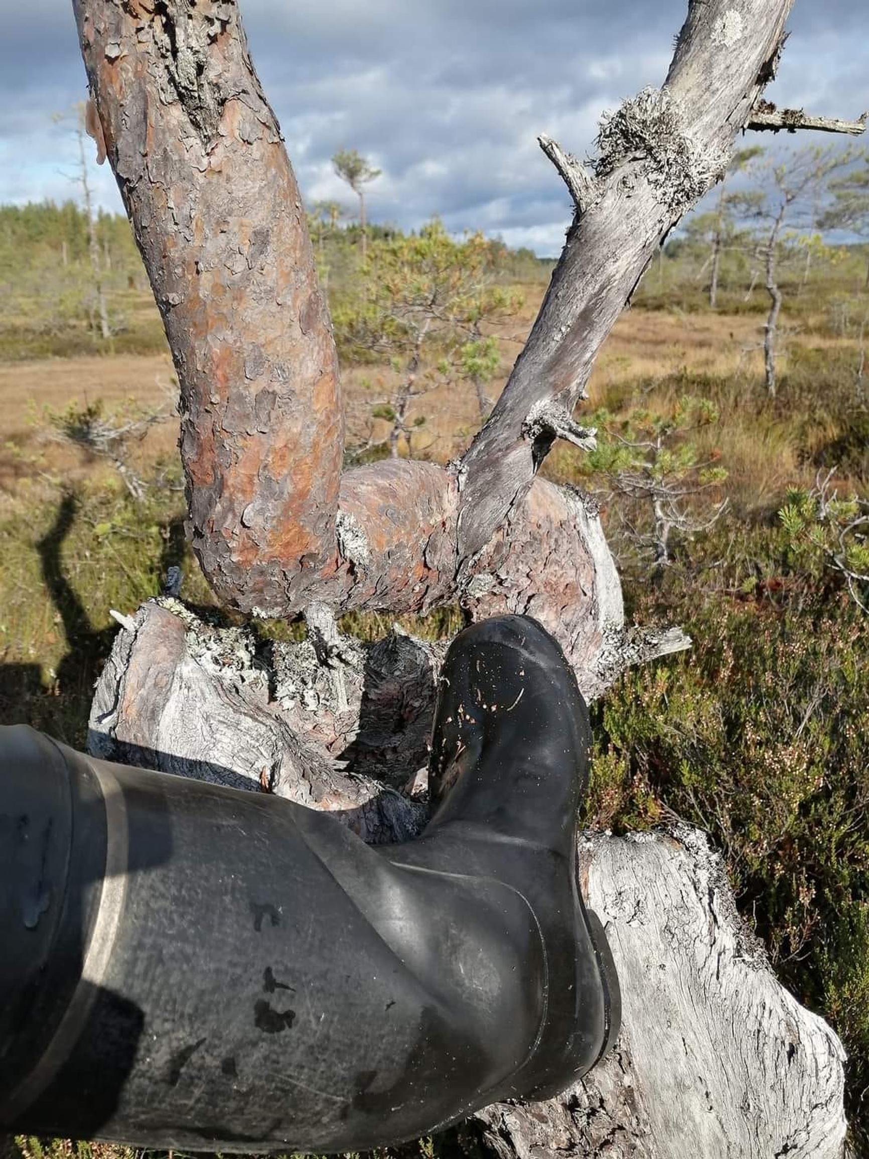 A black rubber boot on a rock