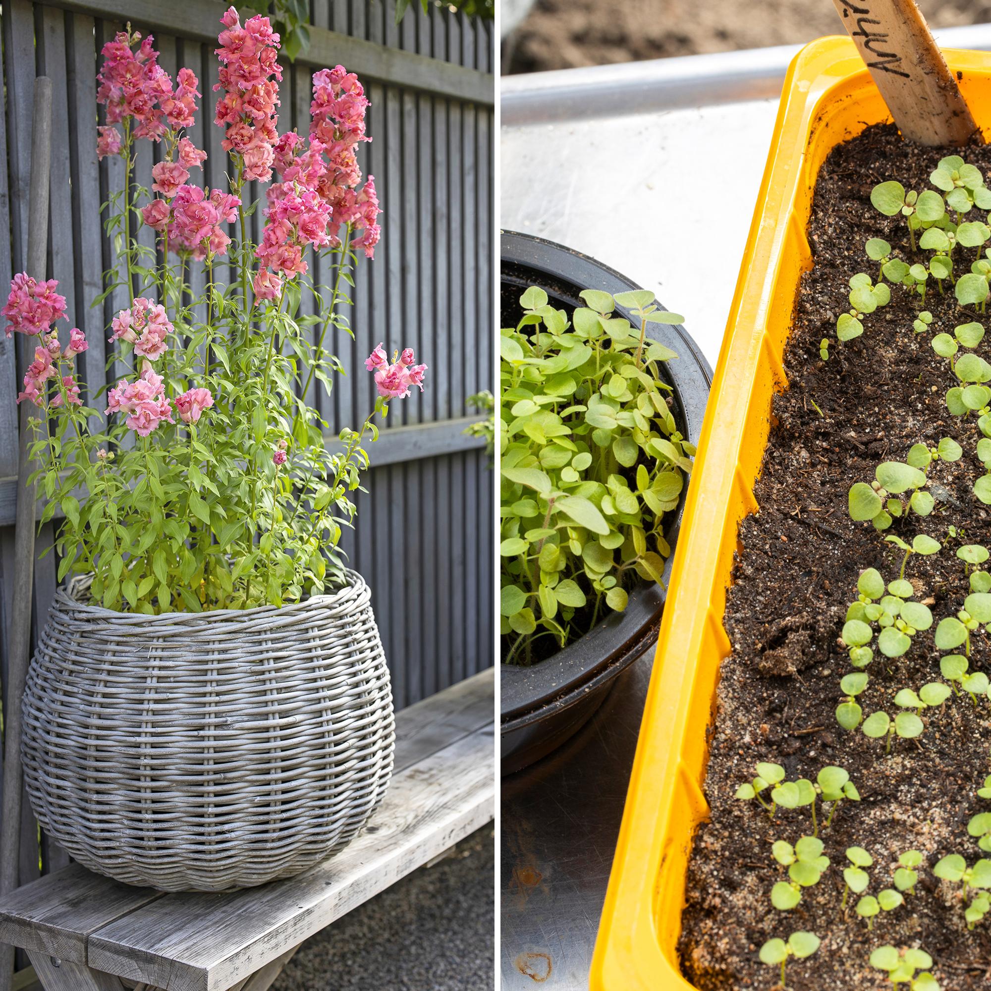 How to sow tiny flower seeds evenly? Find the tools in your spice cabinet and pencil case