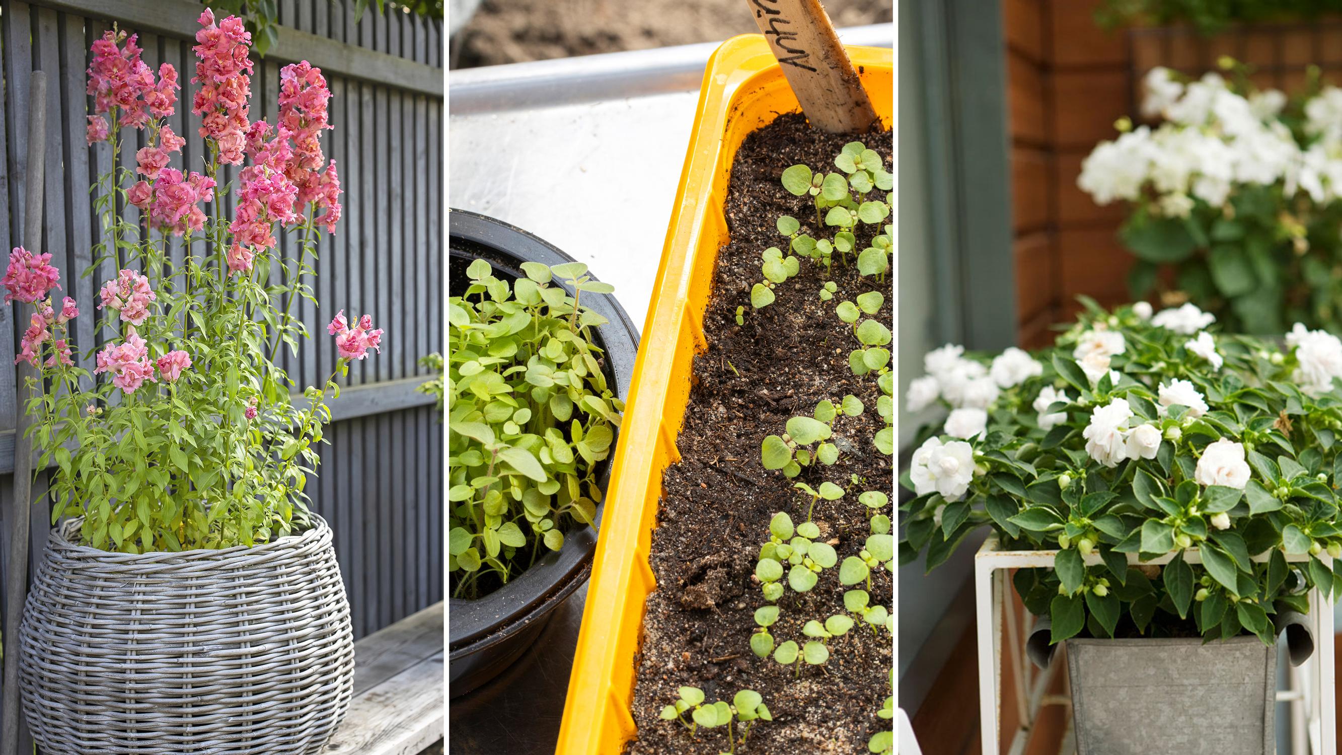 How to sow tiny flower seeds evenly? Find the tools in your spice cabinet and pencil case