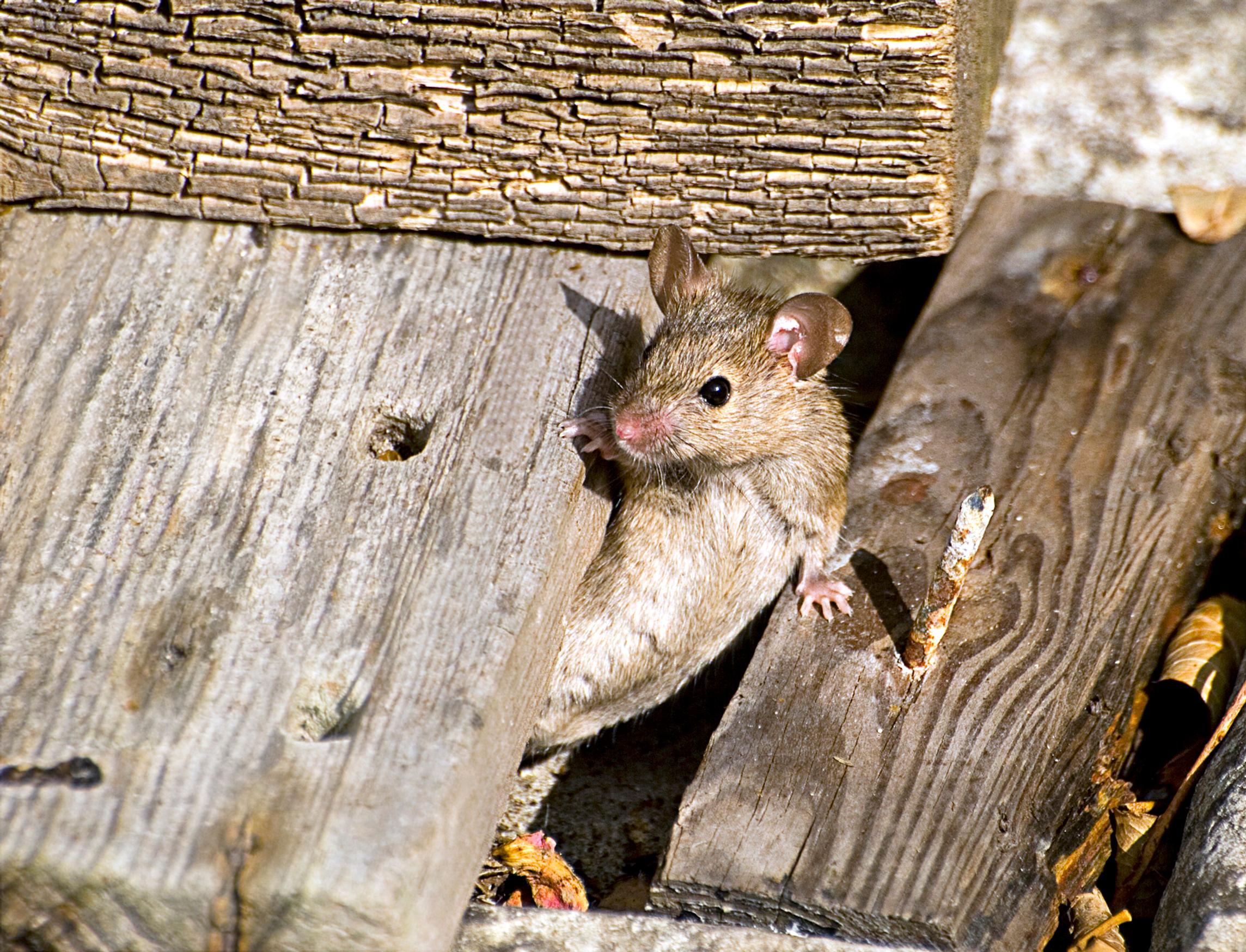 A mouse peeking between the boards