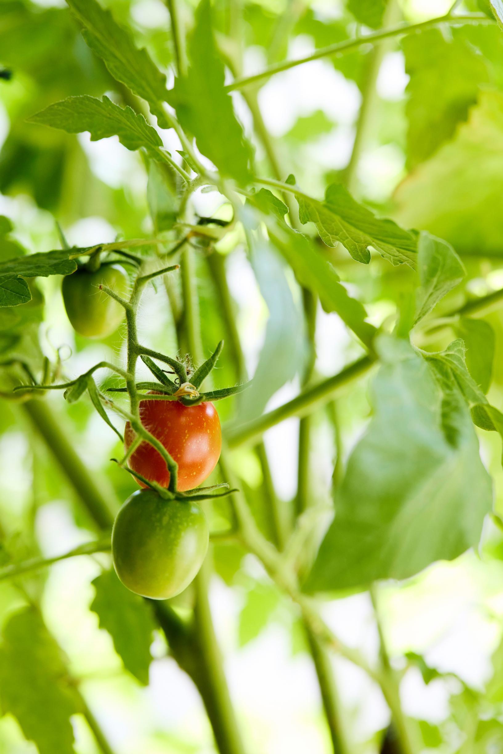 Tomato