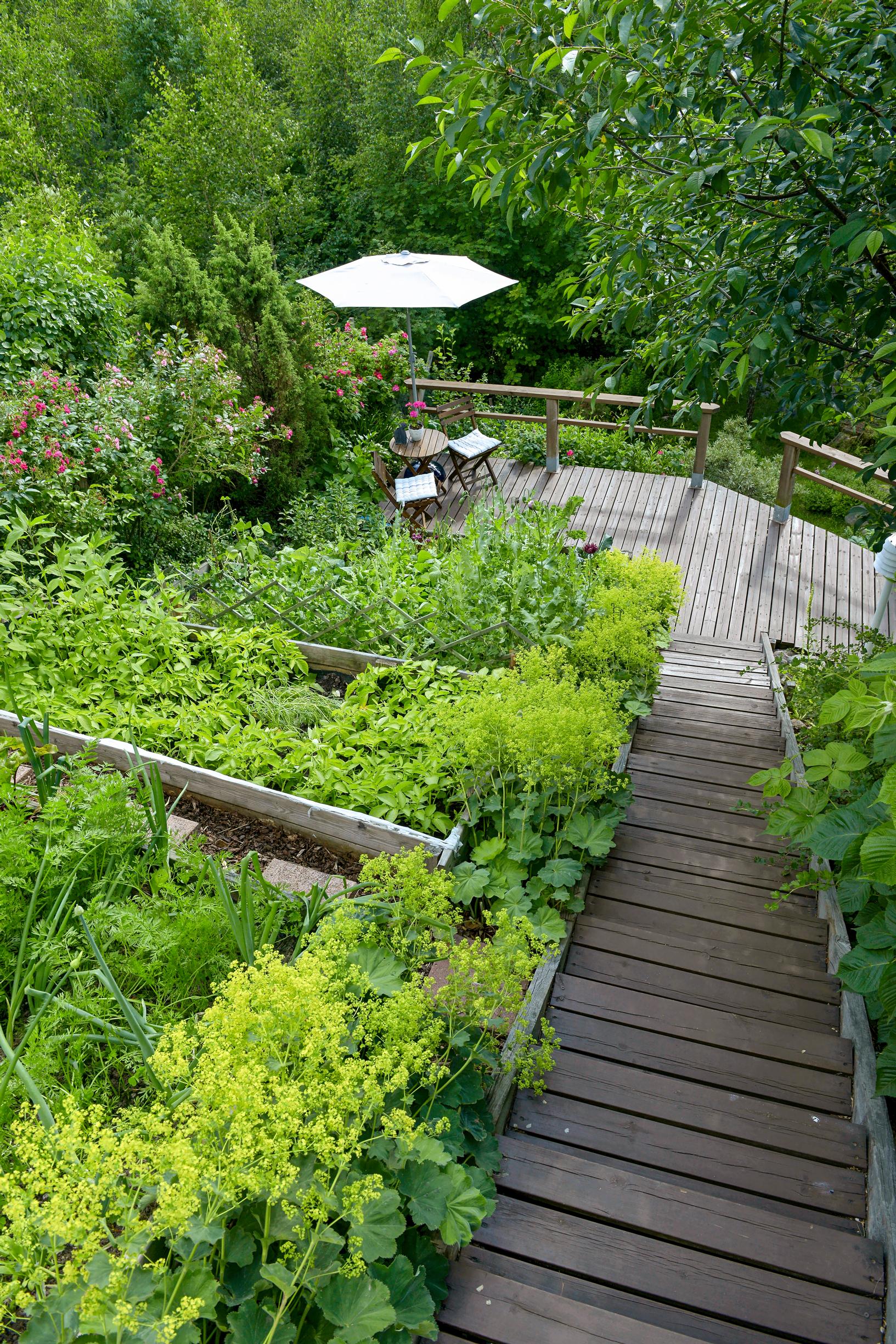 kitchen garden at the cottage: a vegetable patch on a steep slope