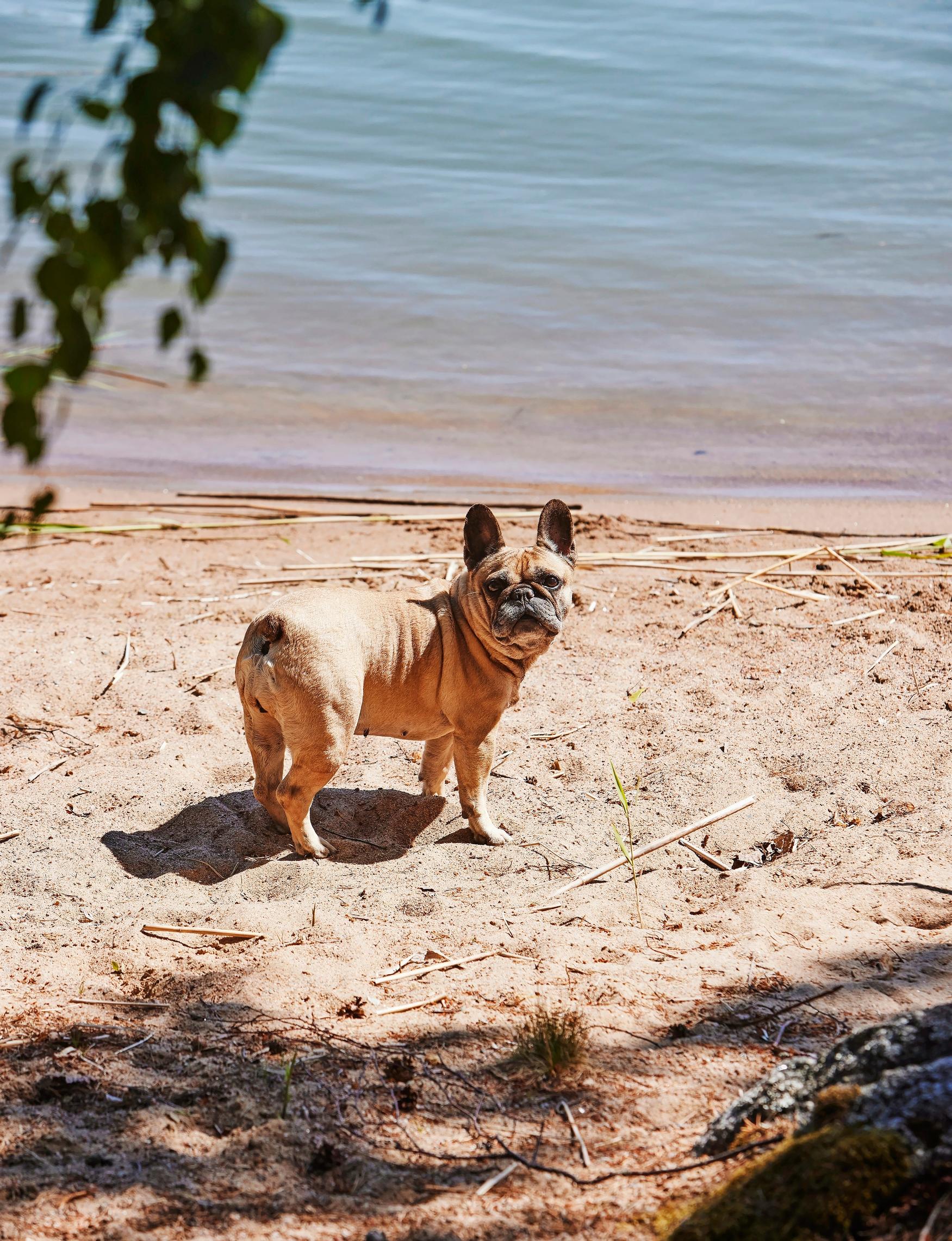 Alexa the dog looking at the camera on the sandy beach