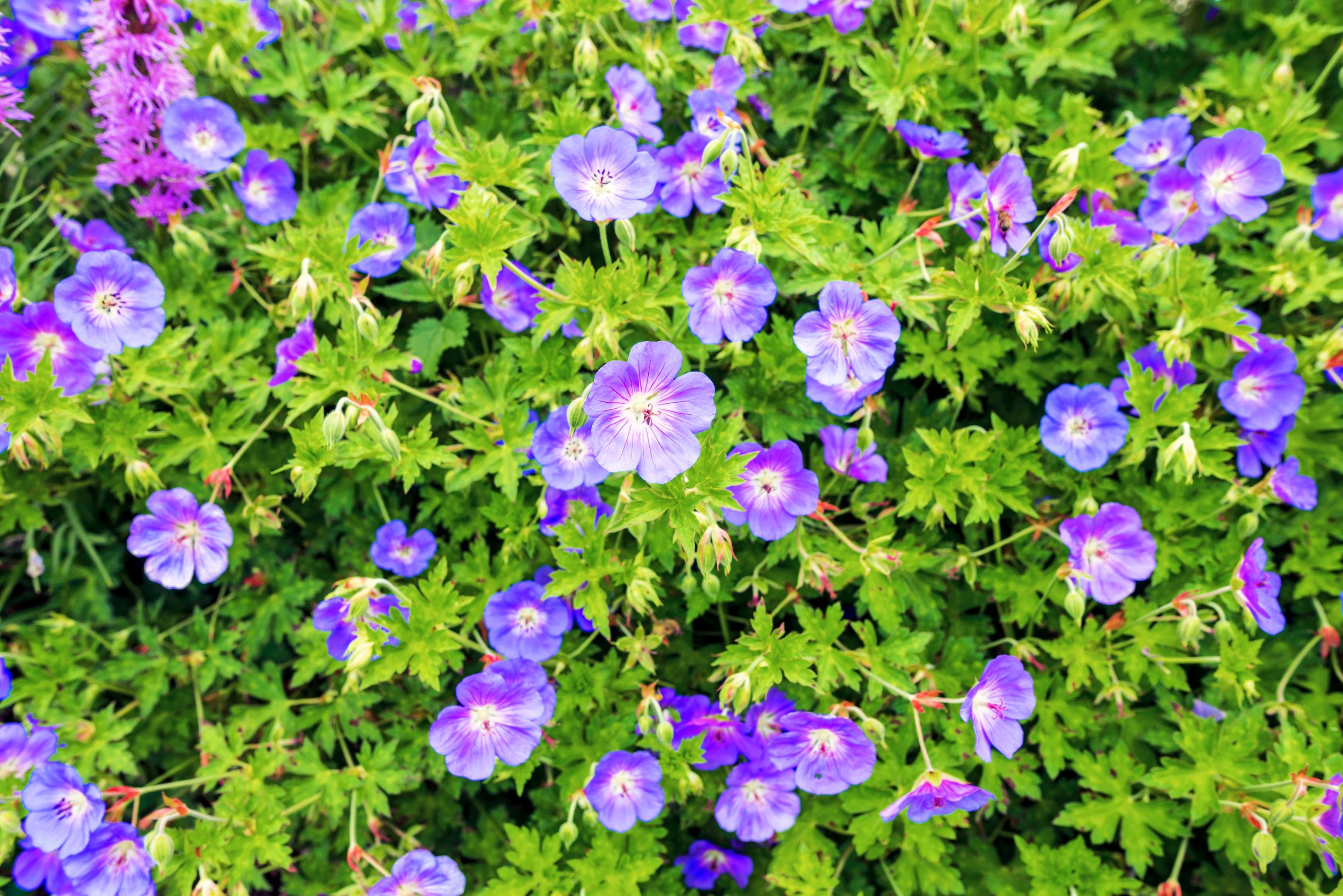 cranesbill ‘Rozanne’