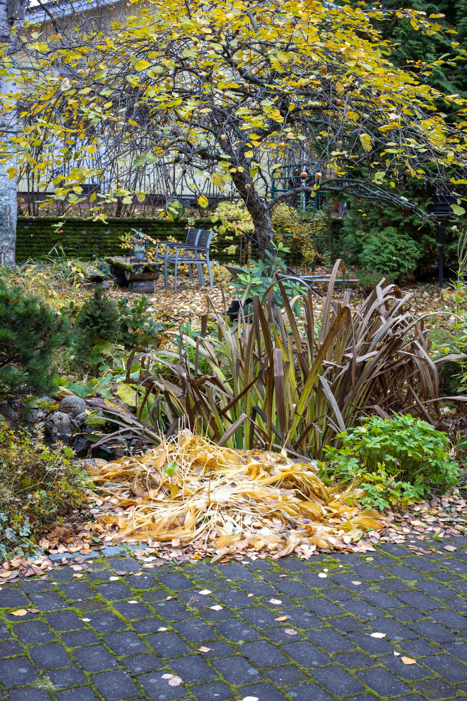 In front of the railroad apple tree, there’s a small pond where frogs hibernate.