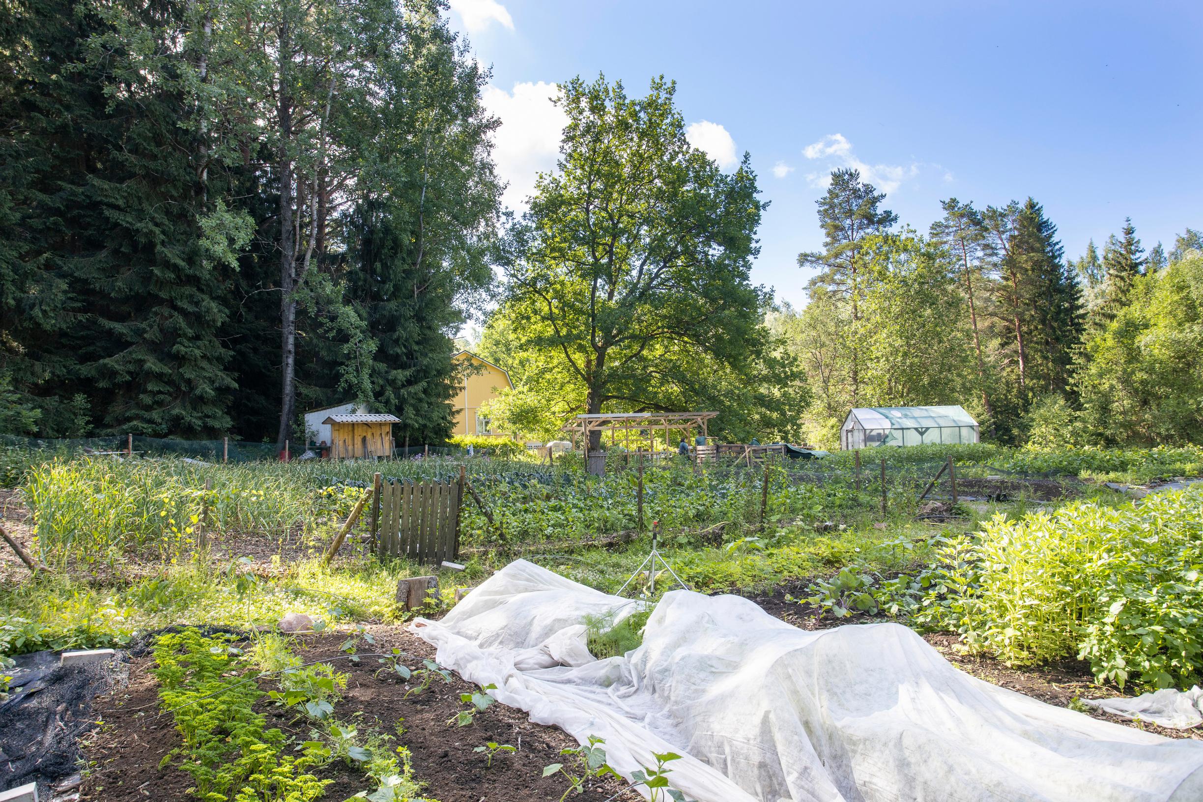 compost mulch on garden beds