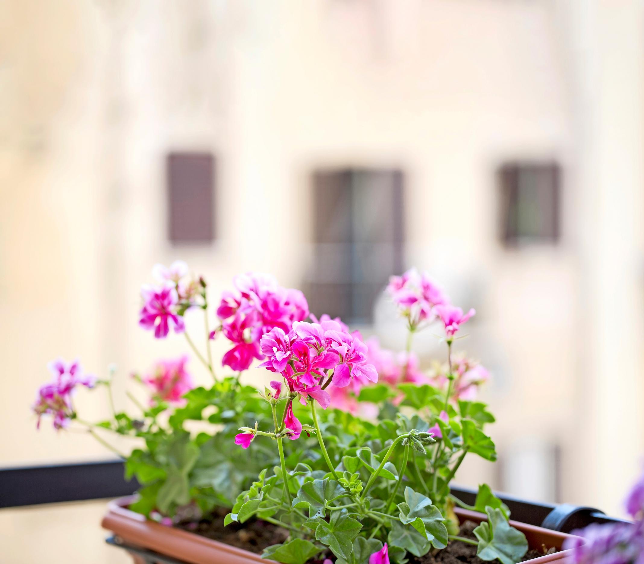 A pelargonium on a balcony.
