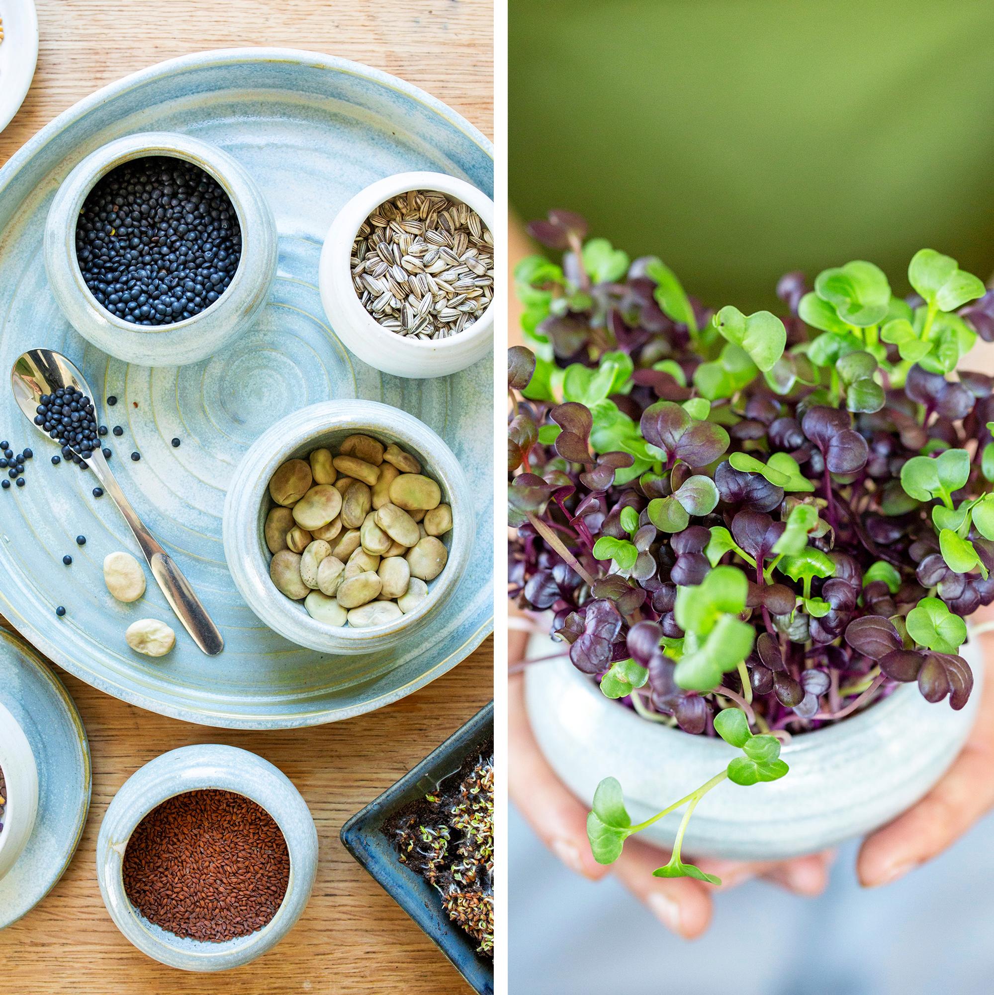 How to grow sprouts easily from grocery store seeds