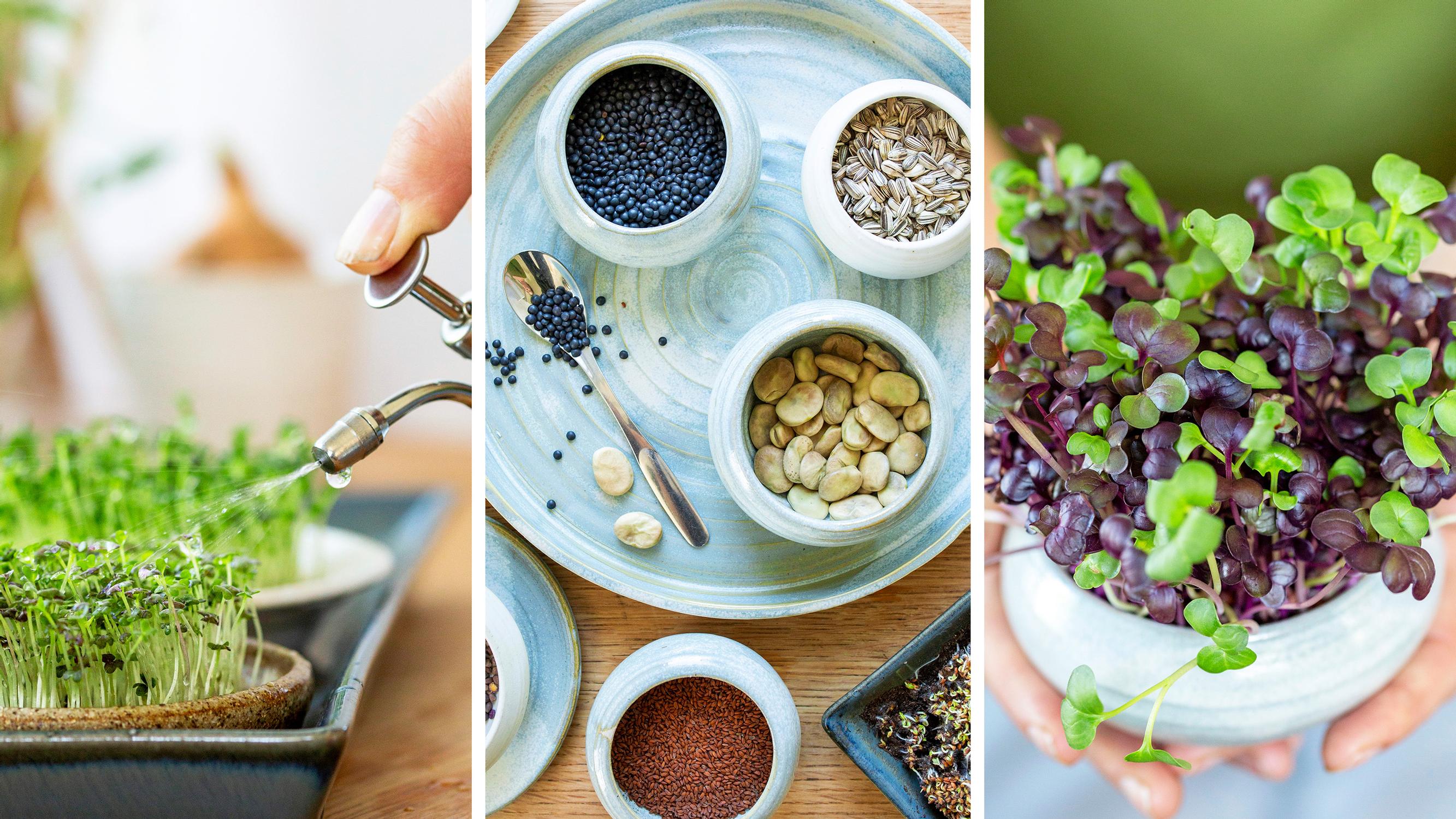 How to grow sprouts easily from grocery store seeds