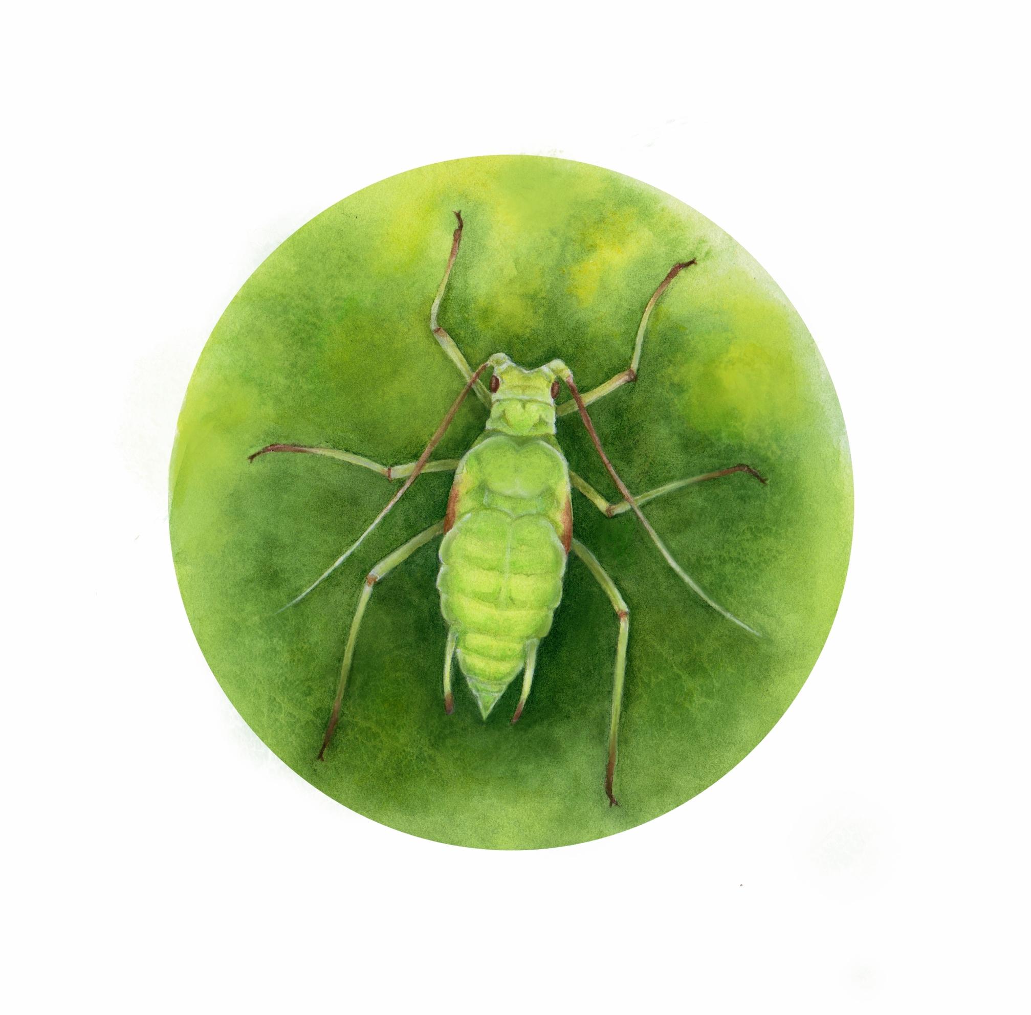 Houseplant pests: aphids