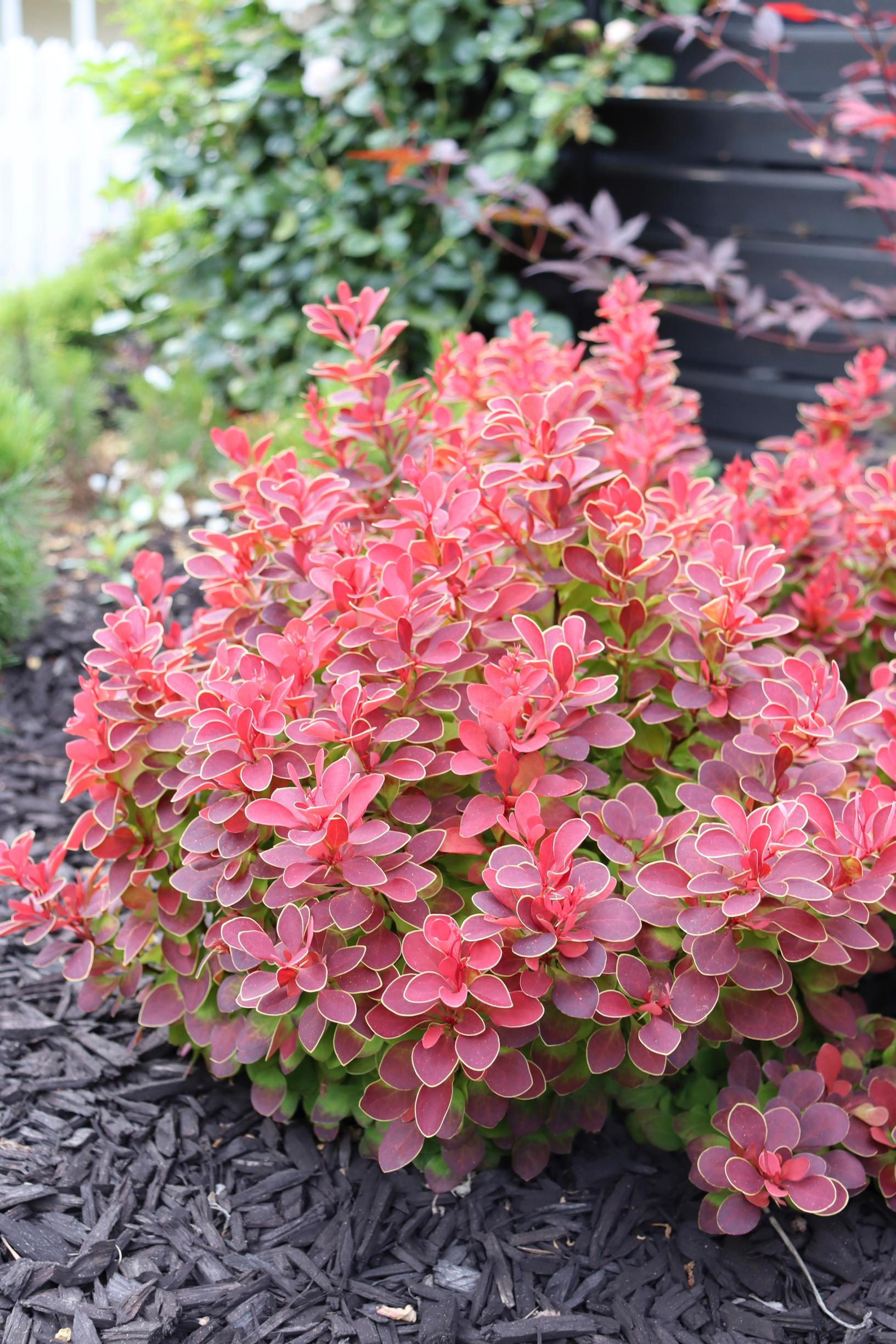 Purple Japanese barberry ‘Ruby Star’
