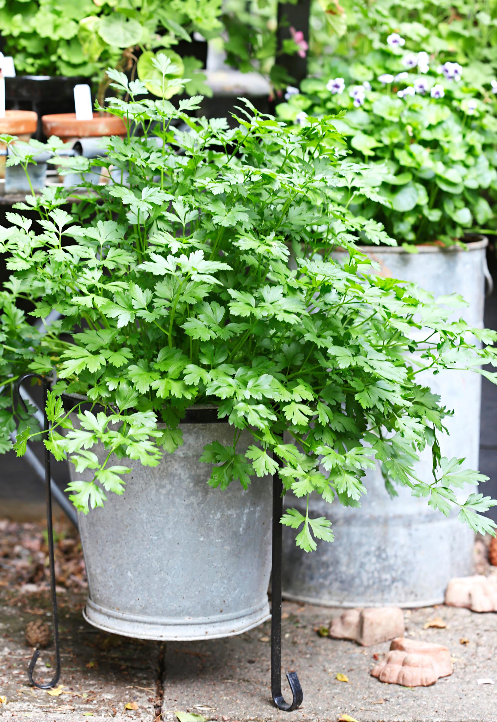 Growing parsley takes time but will reward you with a long harvest—here’s how to grow parsley!