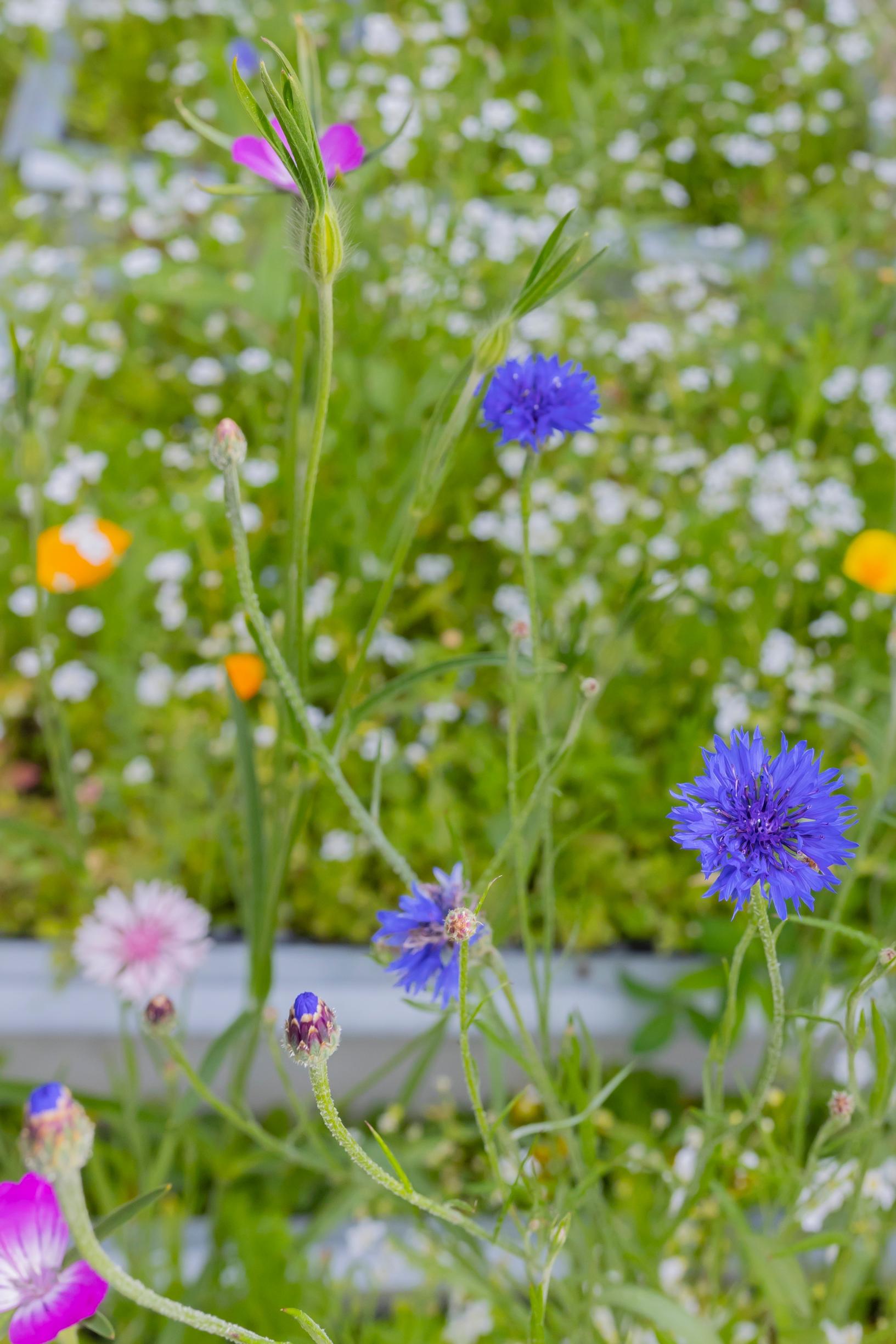 cornflowers and other summer flowers in a meadow