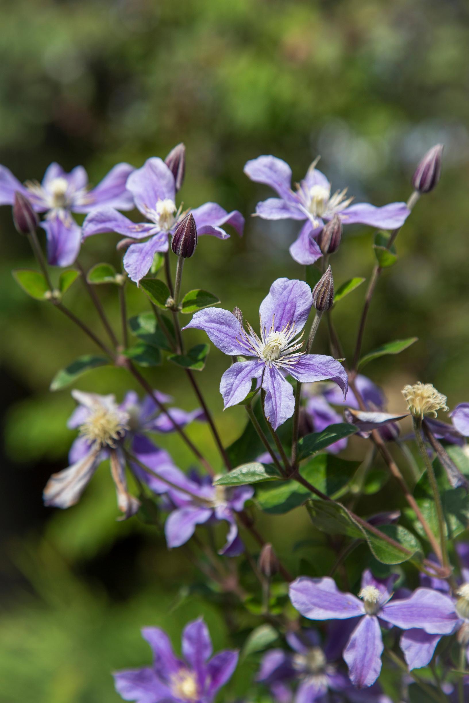 Clematis ‘Arabella’