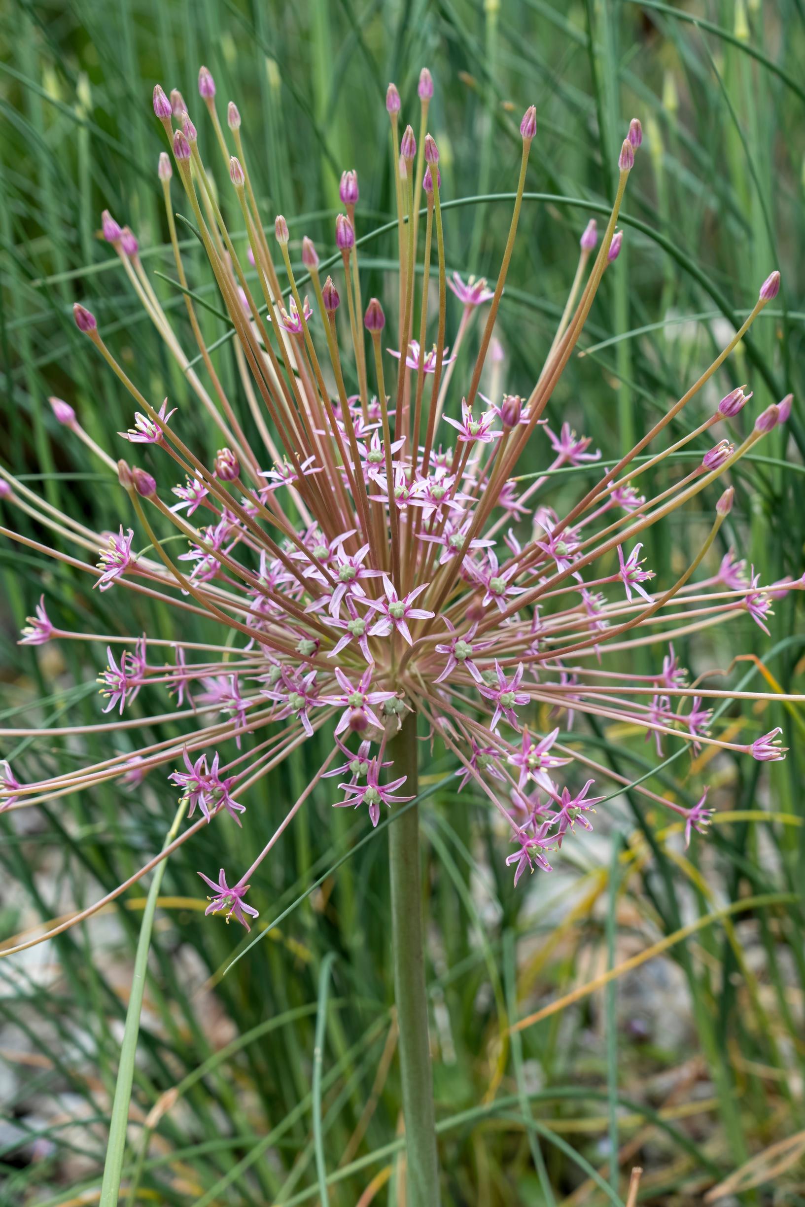 Palestinian allium, Allium schubertii