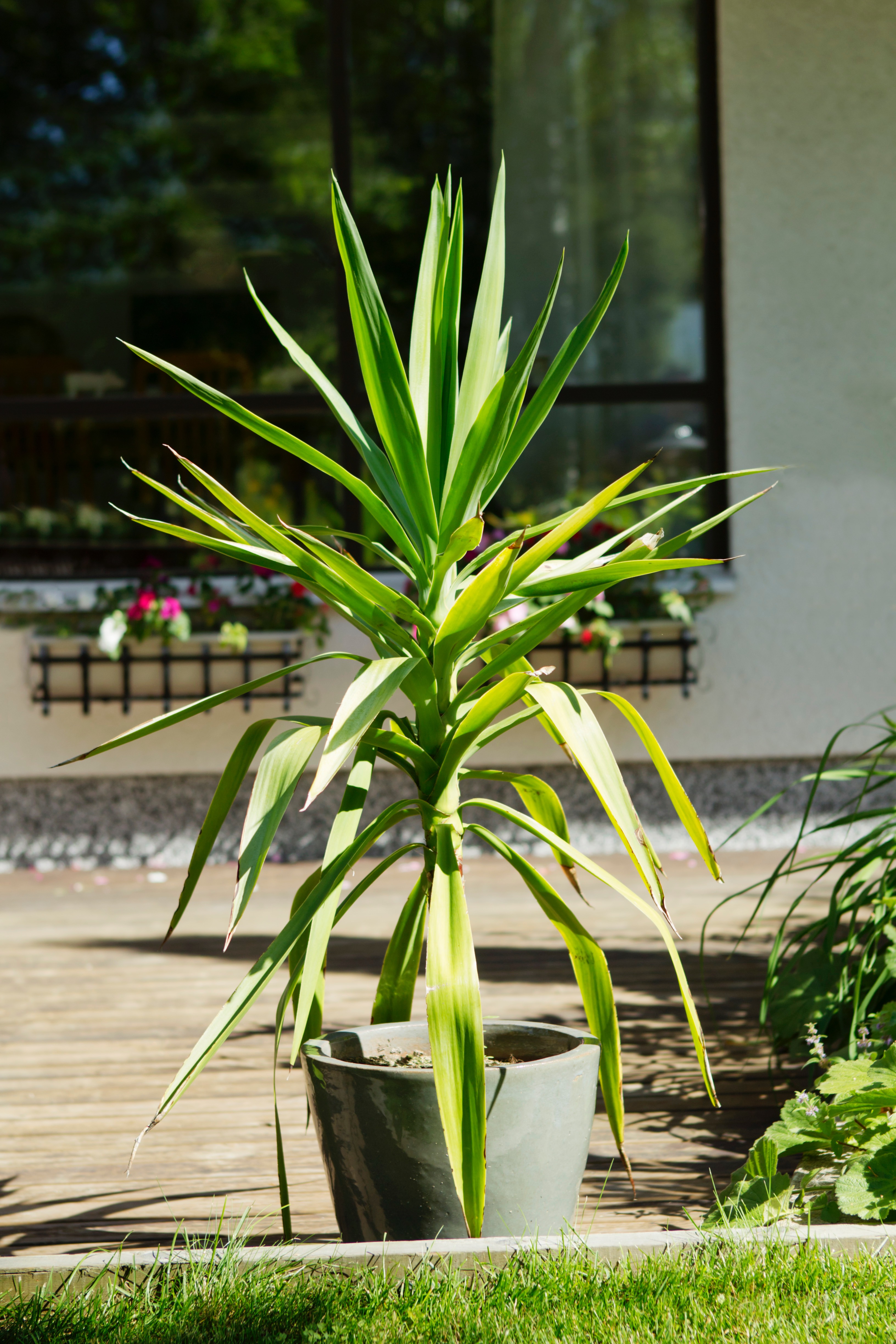 Yucca plant care—here's how to succeed | Kotona Living