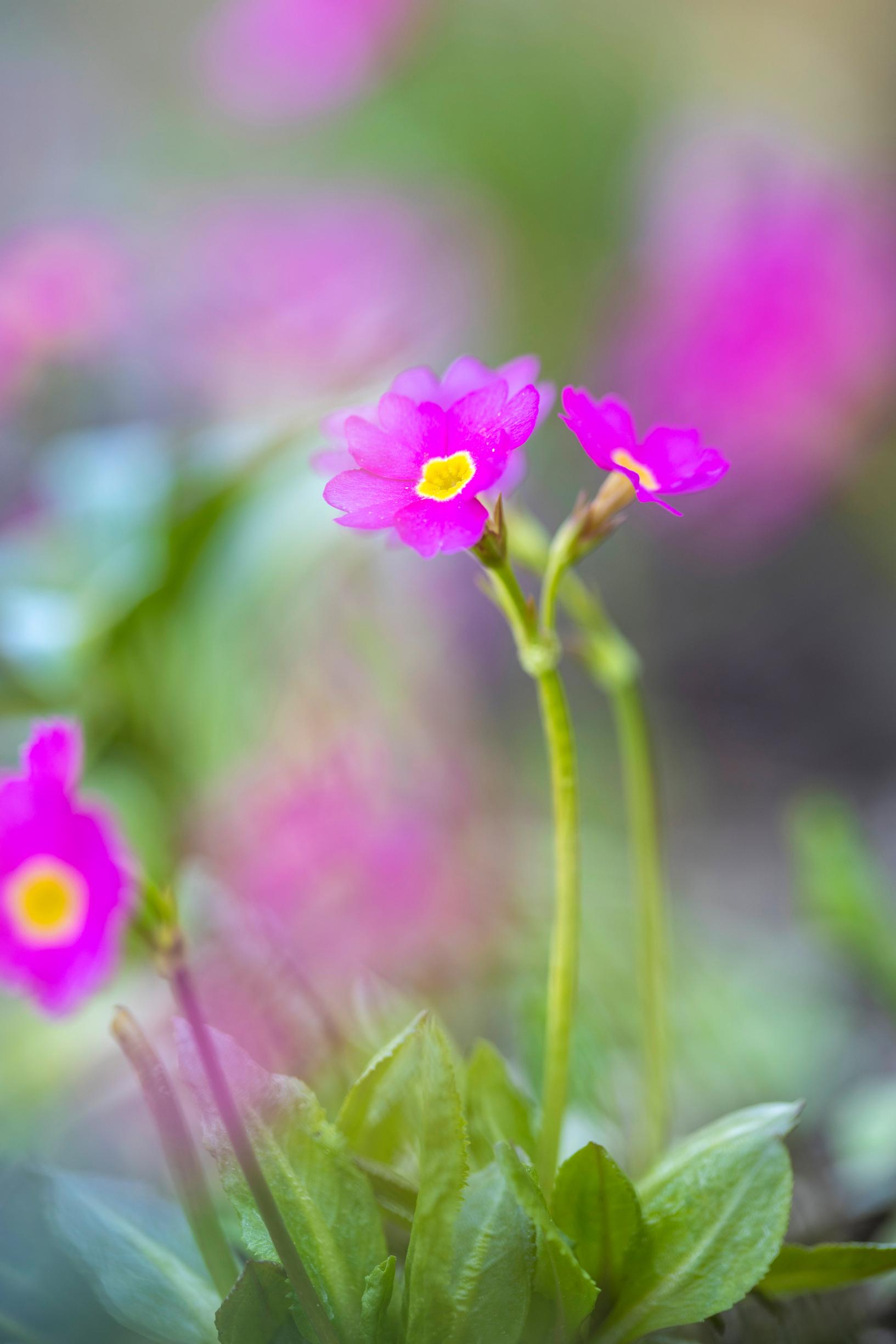 Primrose is more versatile than its reputation: the Himalayan primrose ‘Gigas’ blooms early and abundantly.