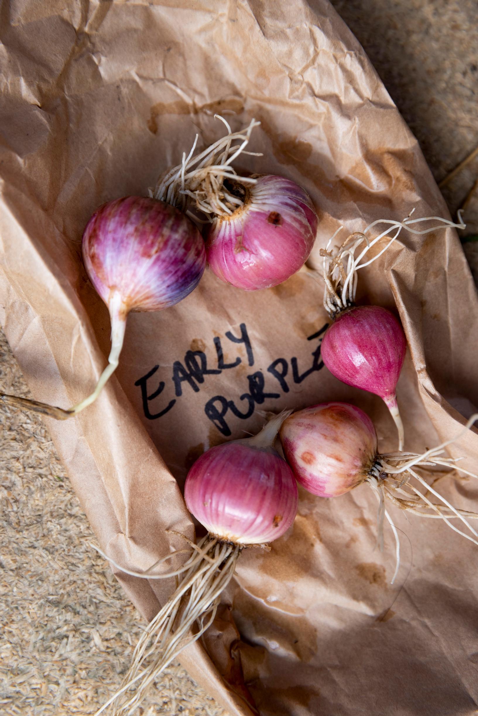 The ‘Early Purple’ variety has red cheeks.