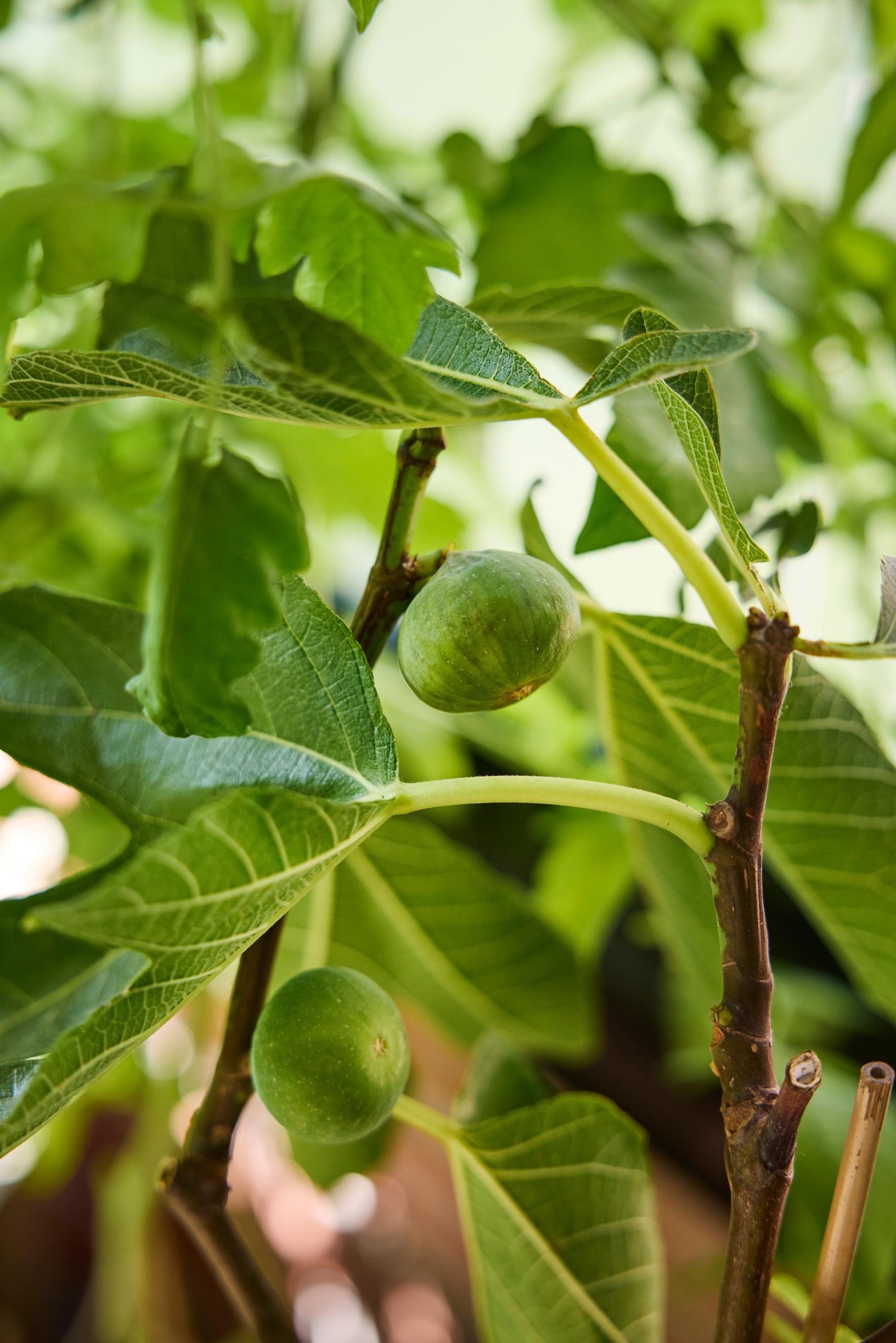 Interior designer’s balcony: common fig, Ficus carica