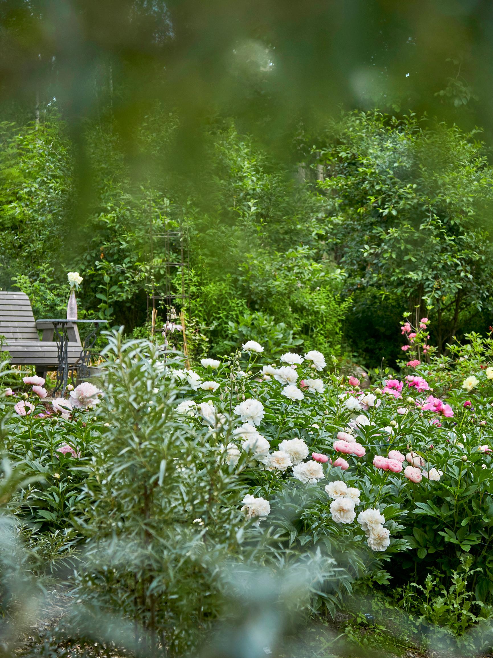 In this garden, peonies outshine the lake view—over 200 new varieties join grandma’s heirloom peonies