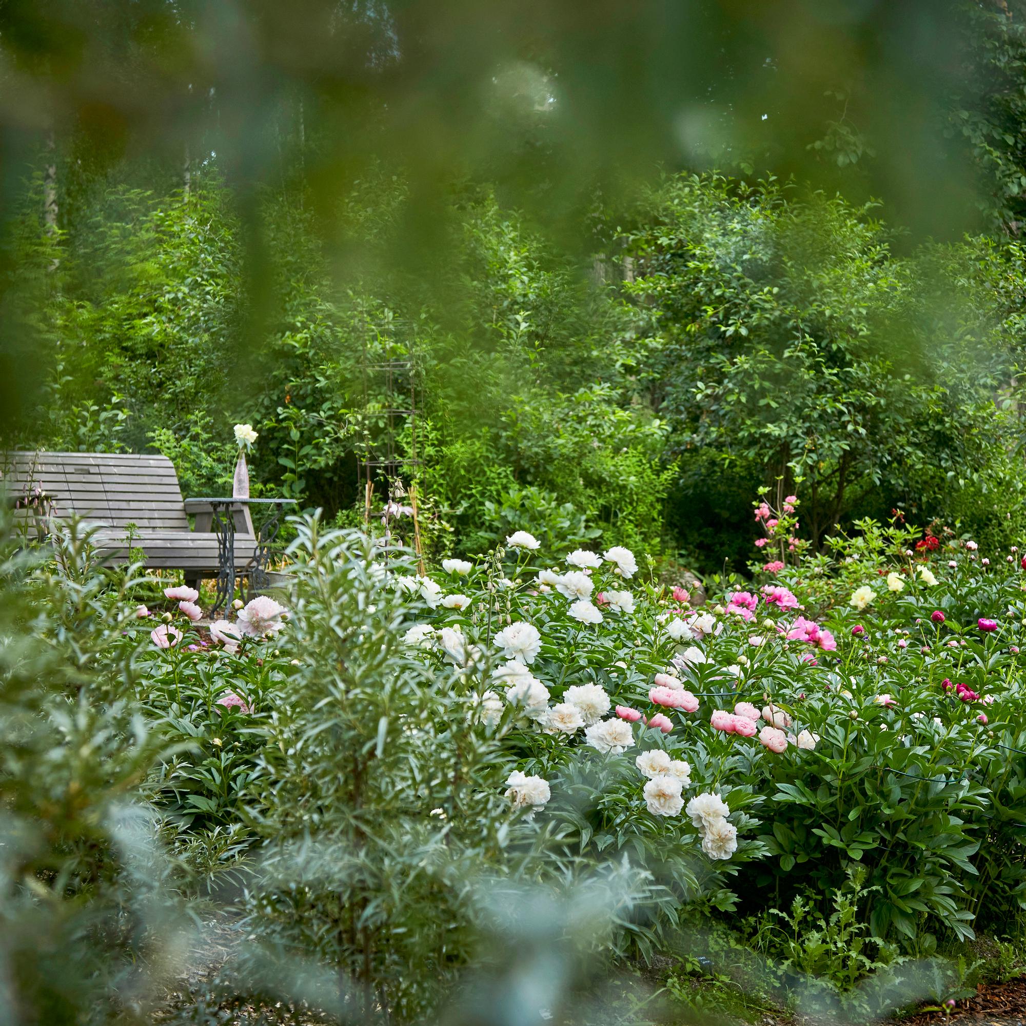 In this garden, peonies outshine the lake view—over 200 new varieties join grandma’s heirloom peonies