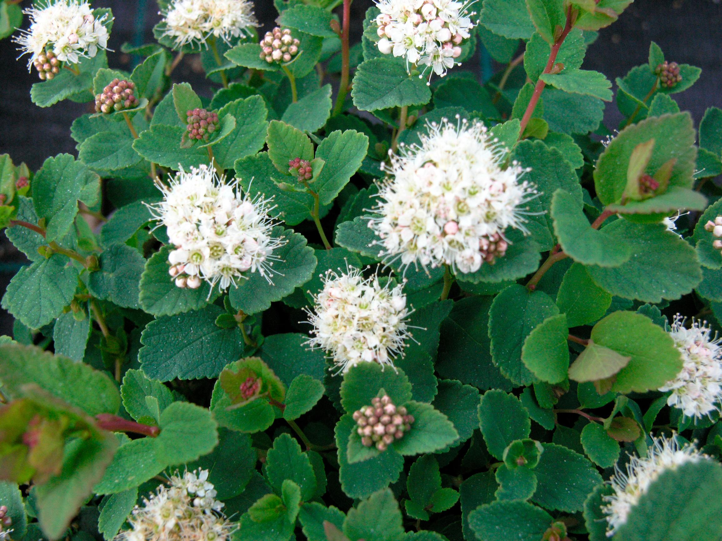 ground cover plants: Beauverd spirea