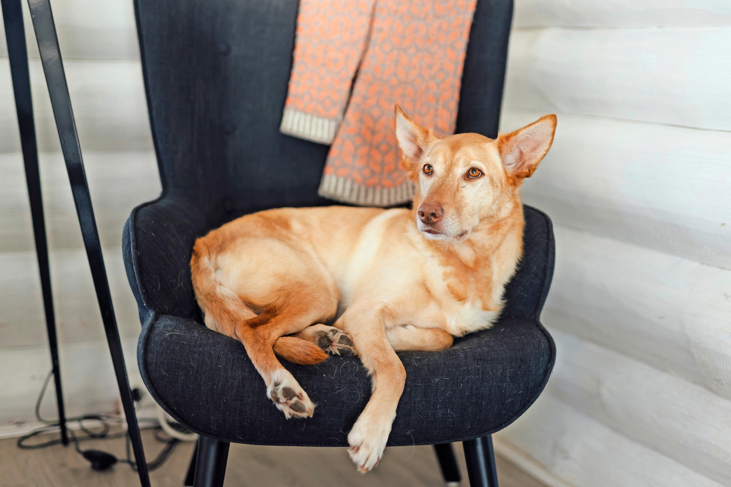 Photo of a dog lying in an armchair. 