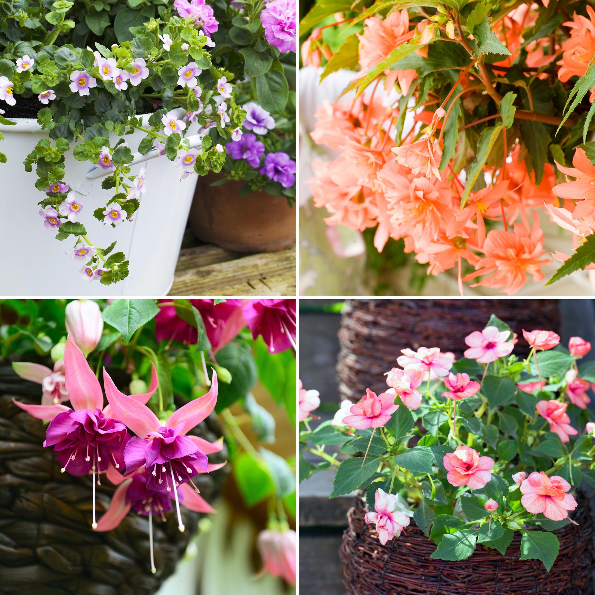 Summer flowers for shady spots