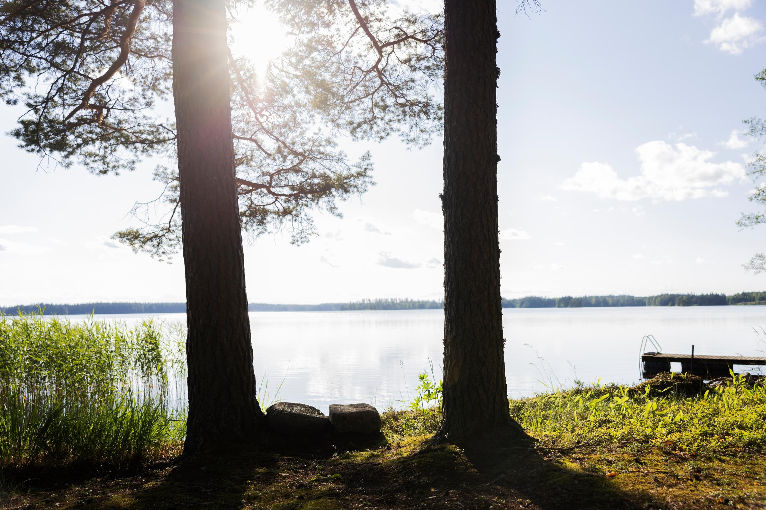 Two trees and two large stones, dock, reeds, and lake view