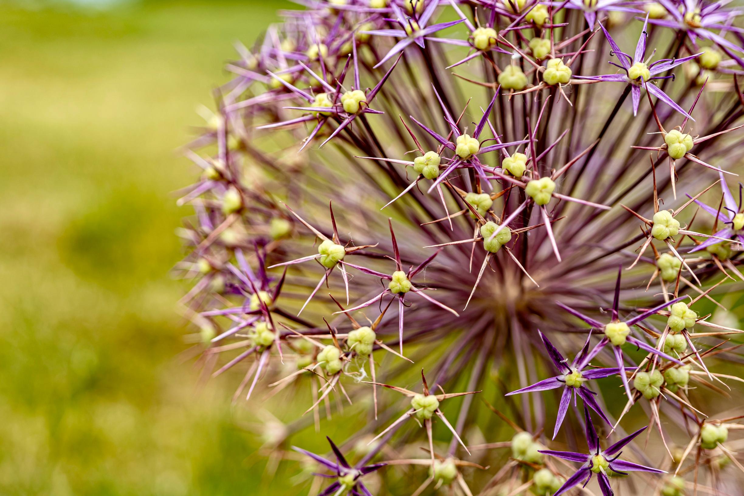 Persian onion