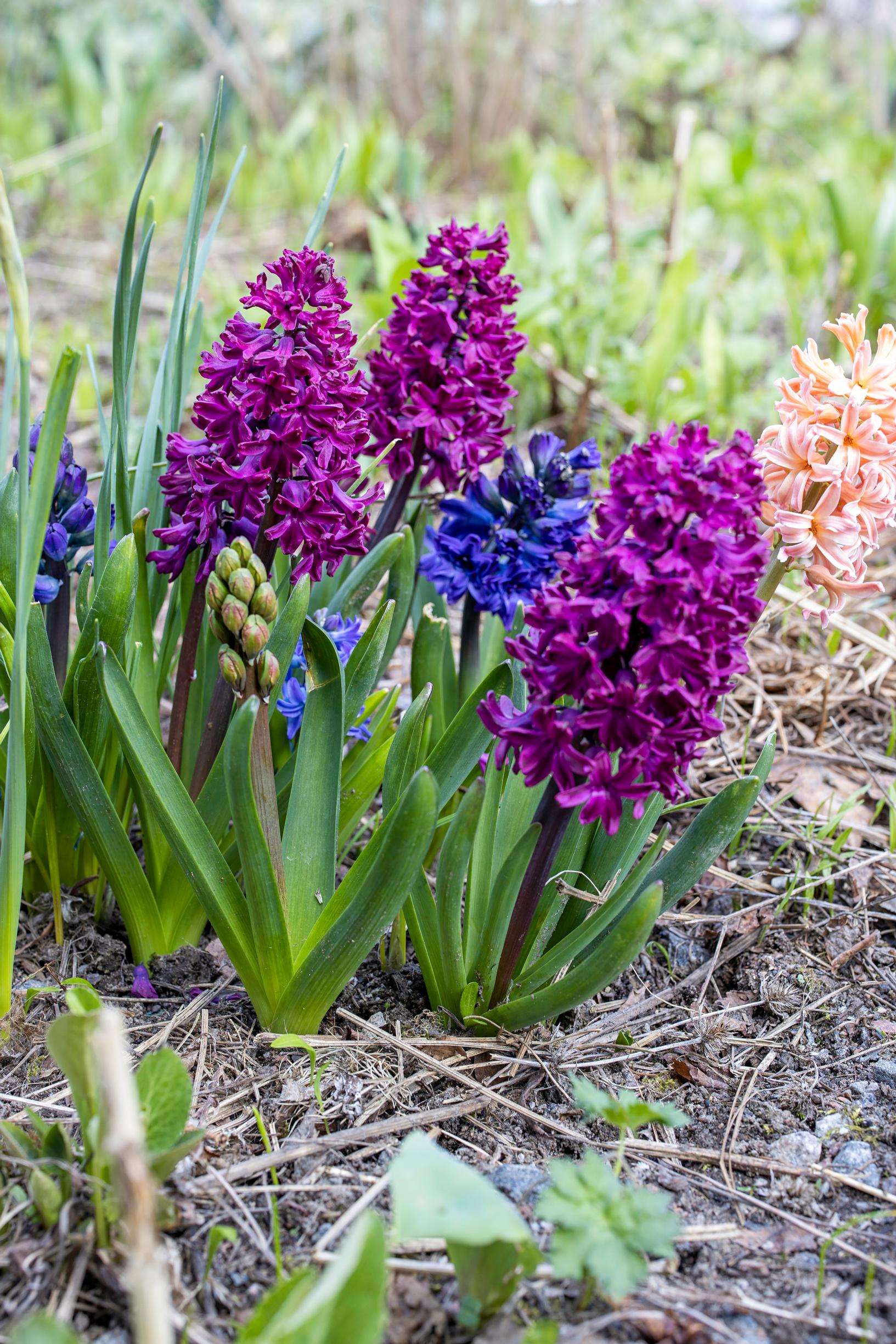 Hyacinth in the garden: violet hyacinths in the garden