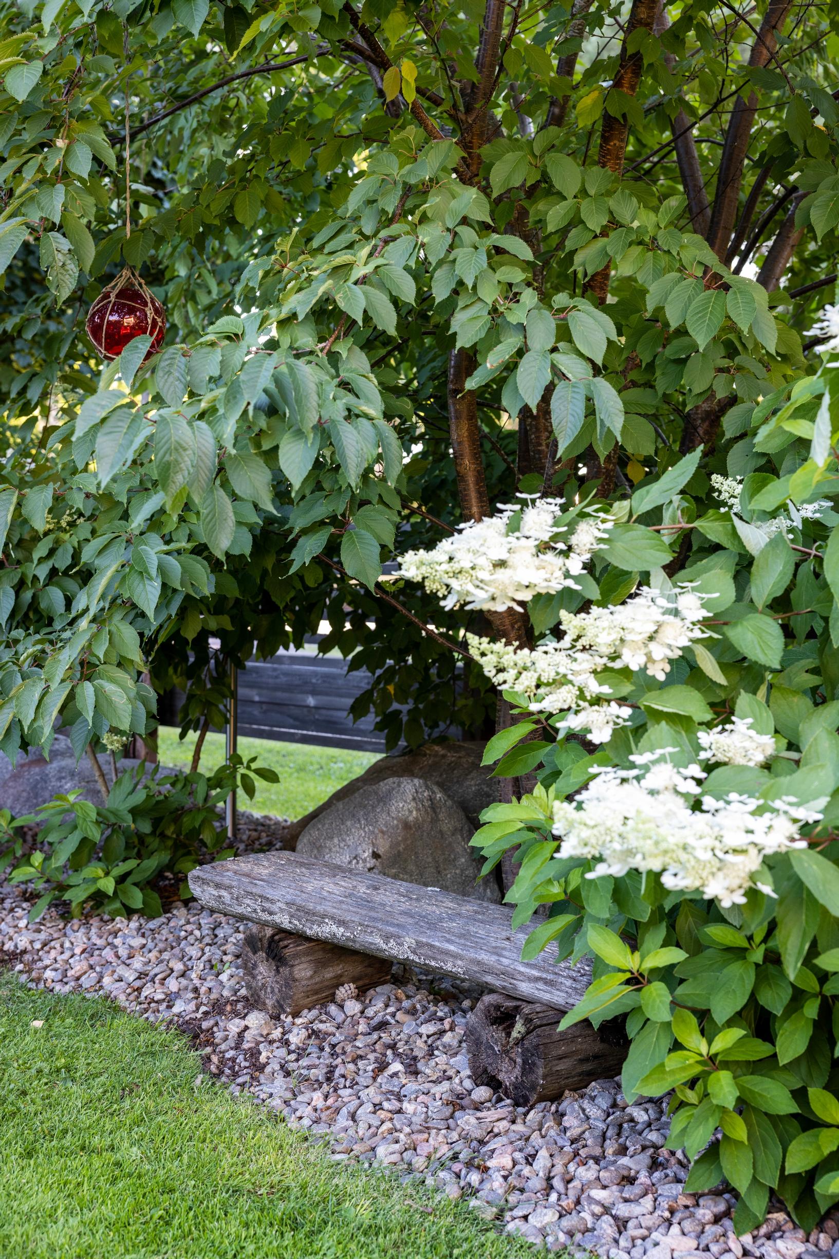 An ornamental cherry in the Japanese-style garden.