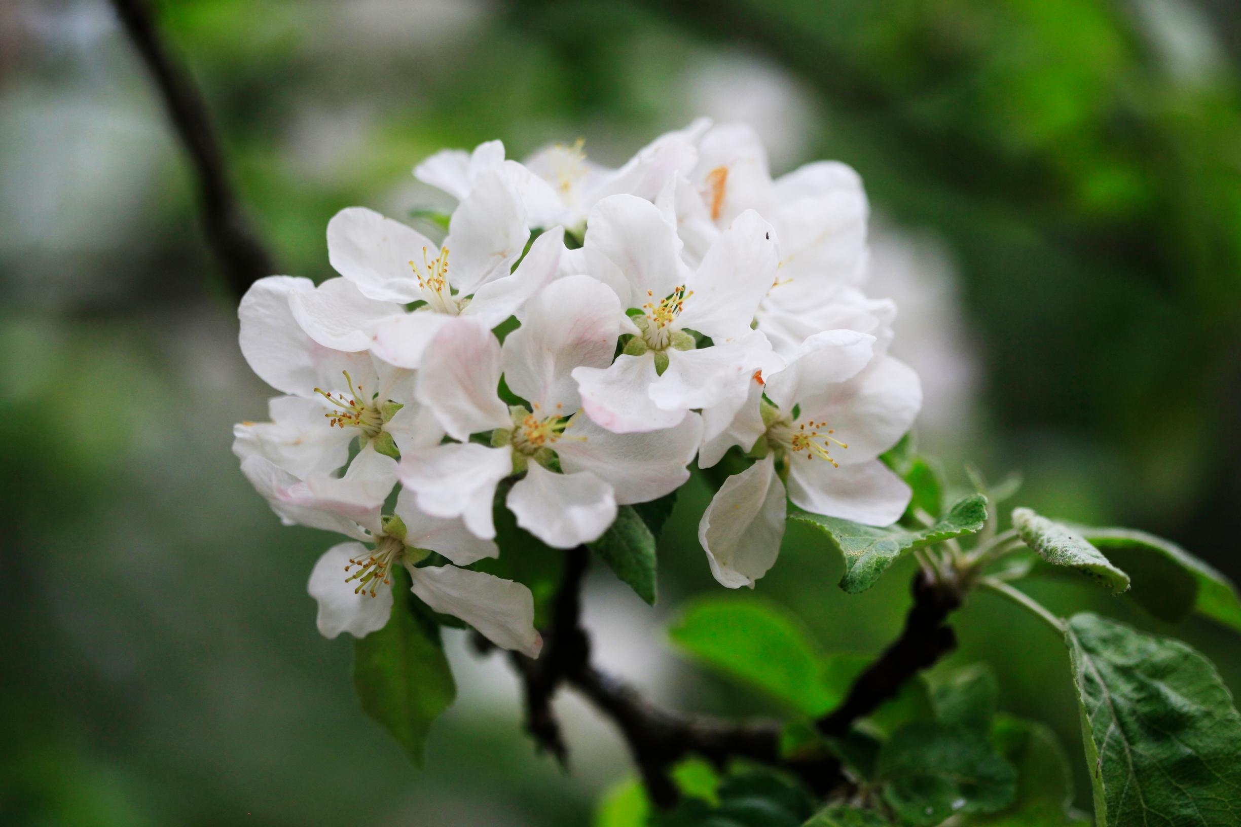 At first, the old apple blossoms have a faint blush of pink that later turns whiter.
