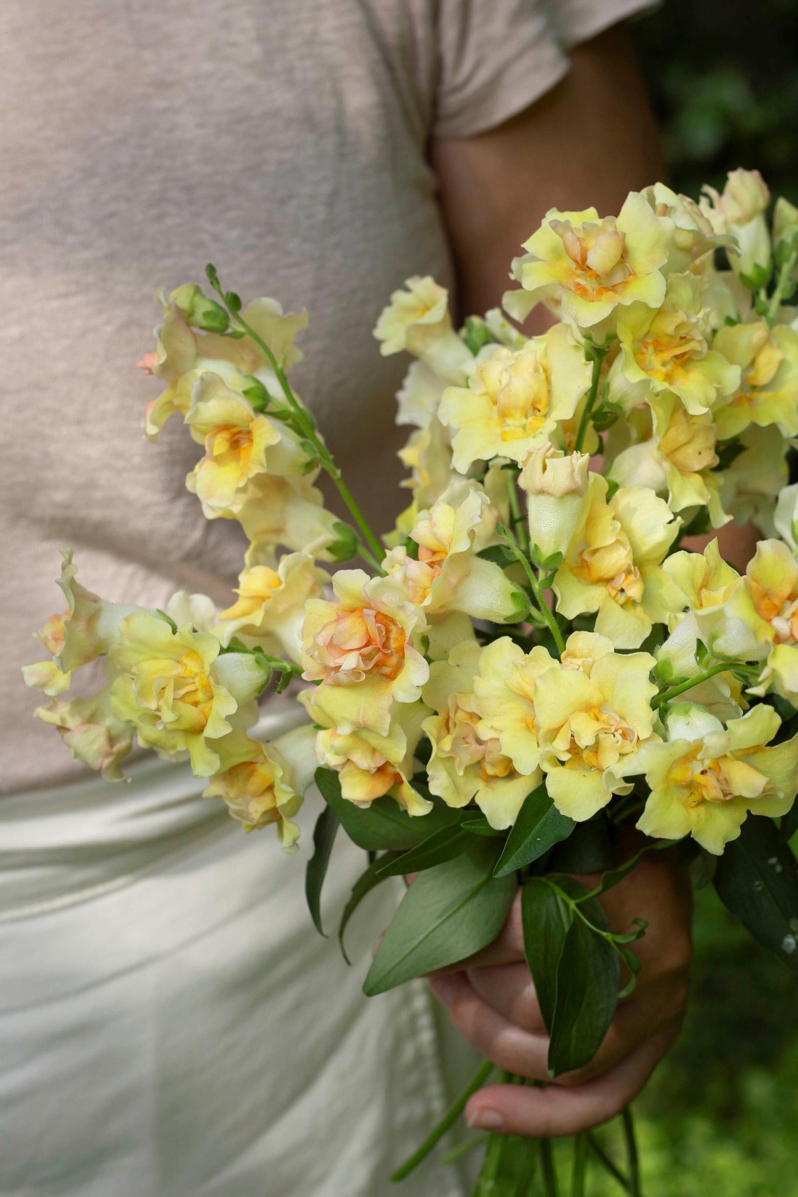 Snapdragon ‘Doubleshot Peach’ is also wonderful as a cut flower.