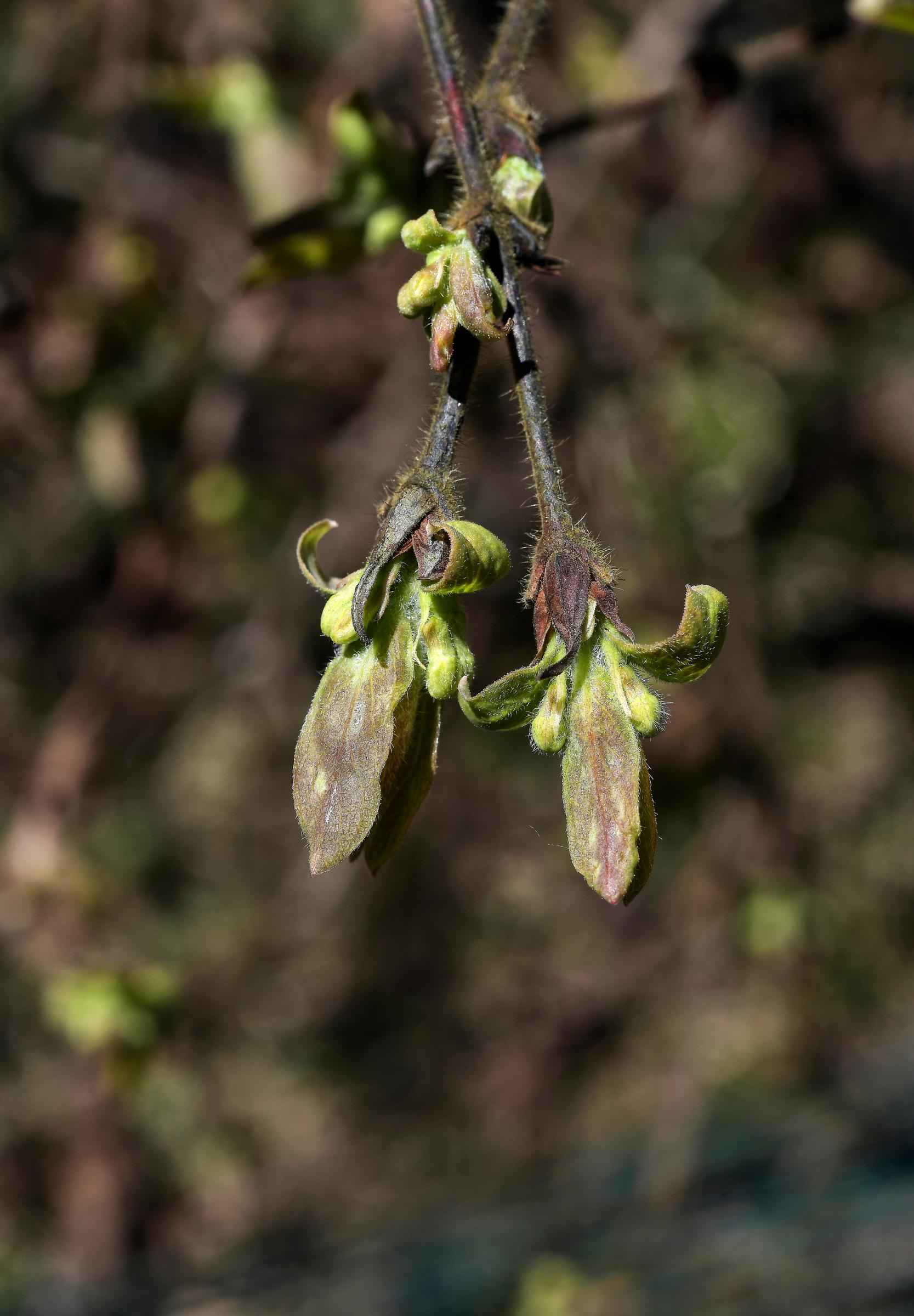Honeyberry—also called sweetberry honeysuckle, blue honeysuckle, or haskap
