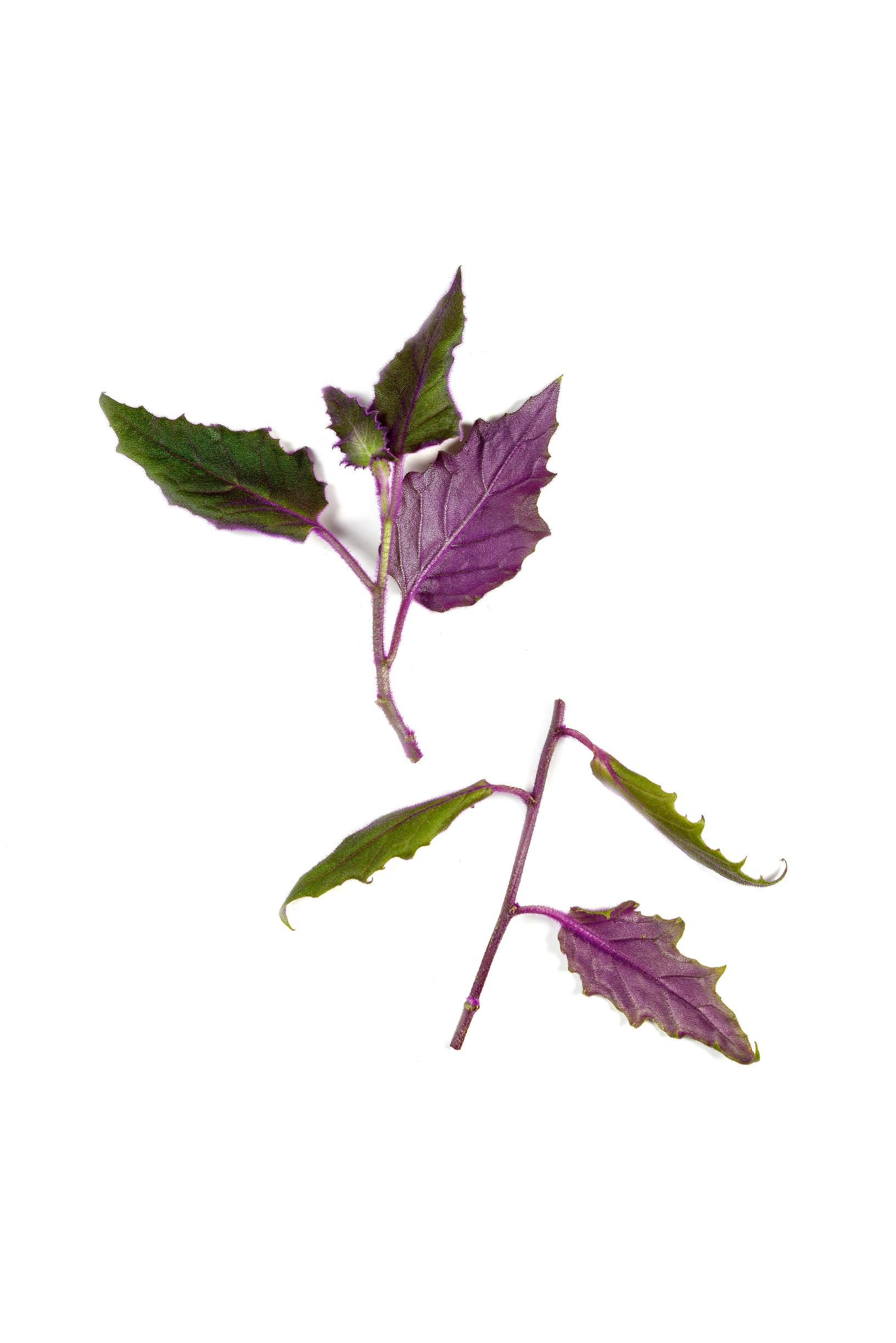 Growing plant cuttings