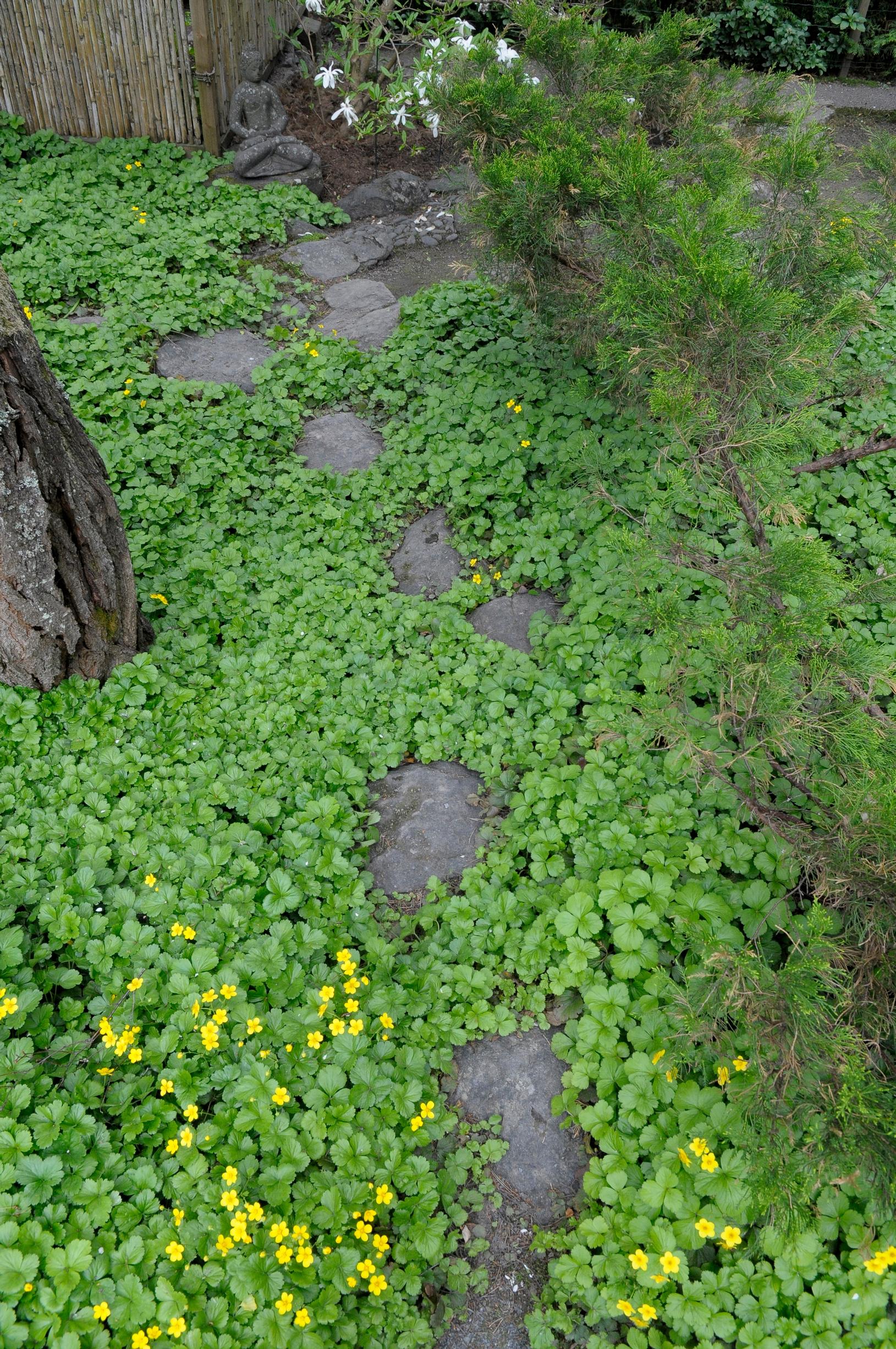 Easy grow perennial flowers