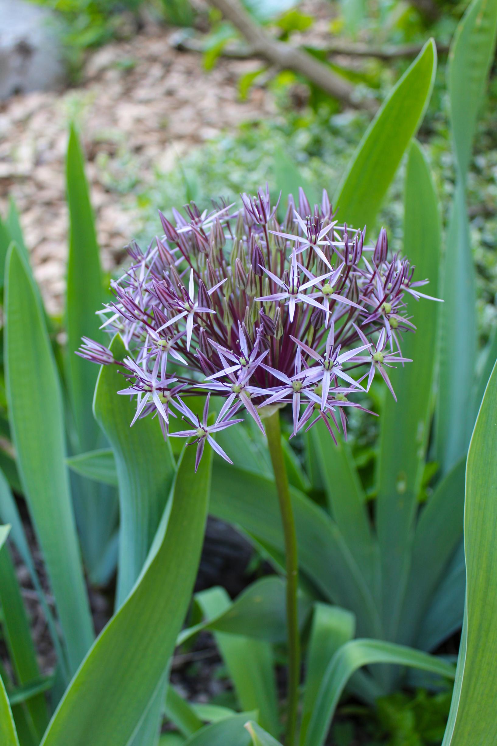 Star of Persia, Allium cristophii