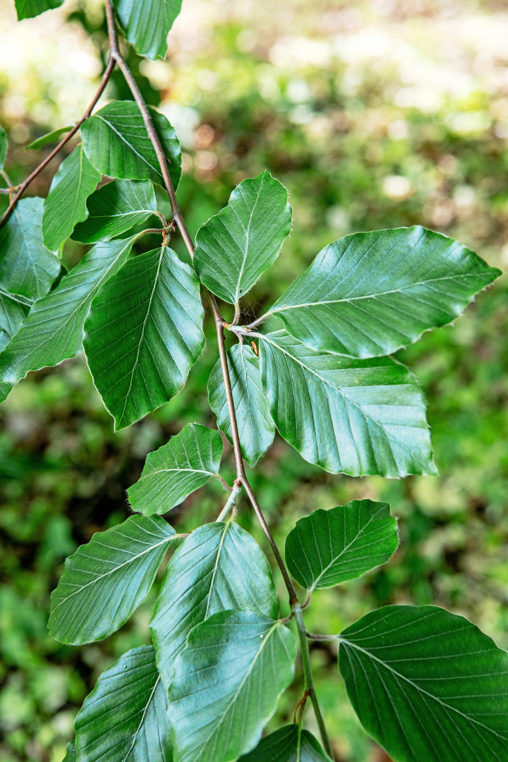 A beech in Mustio Manor’s estate garden