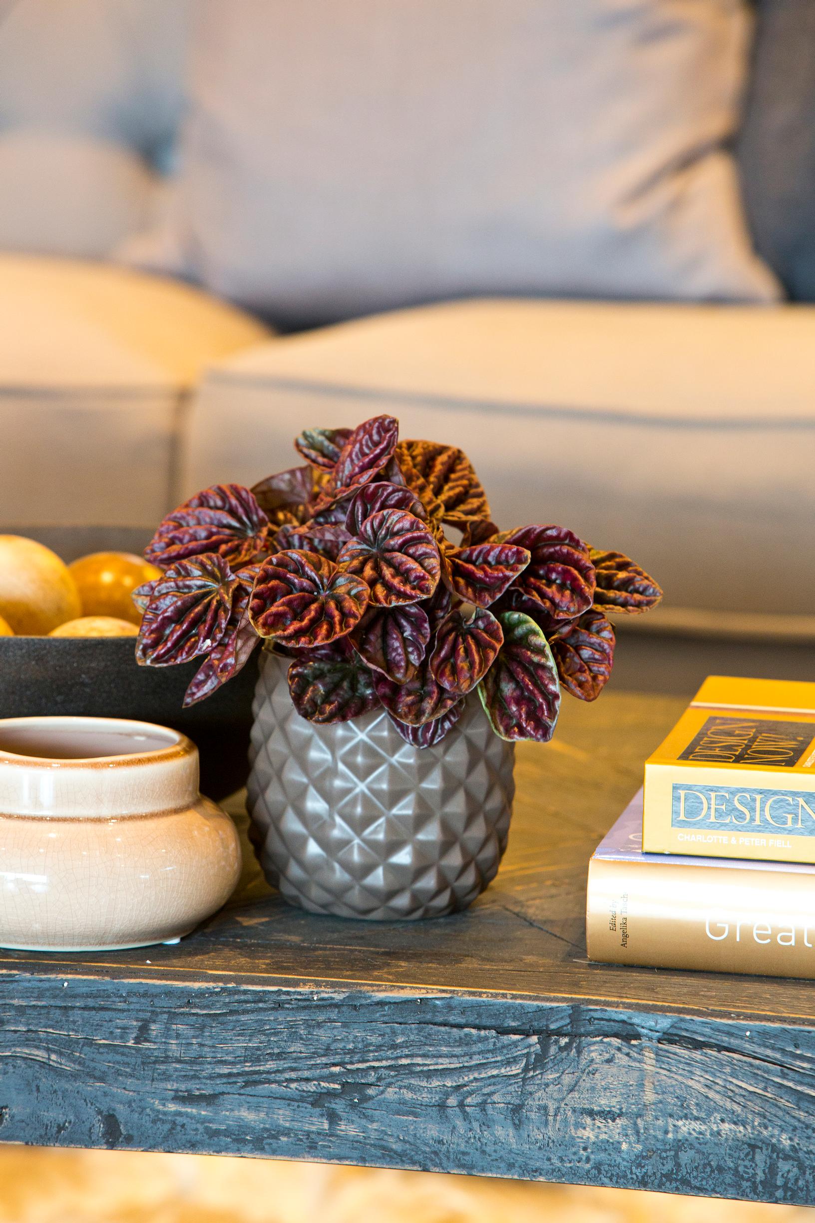 Peperomia brings rich greenery to your home—pick up tips for growing and care