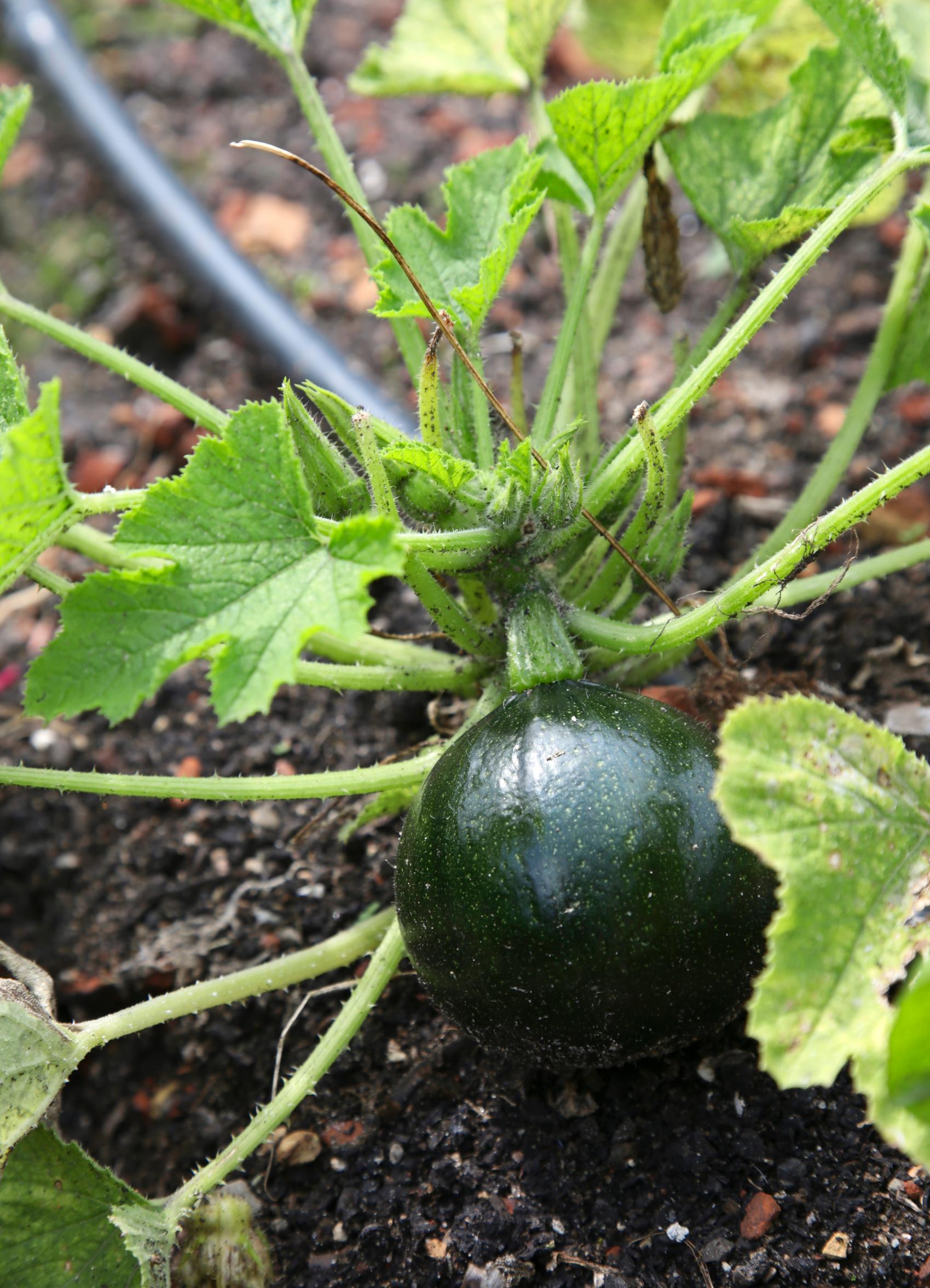 Round ‘Zappho’ zucchini variety