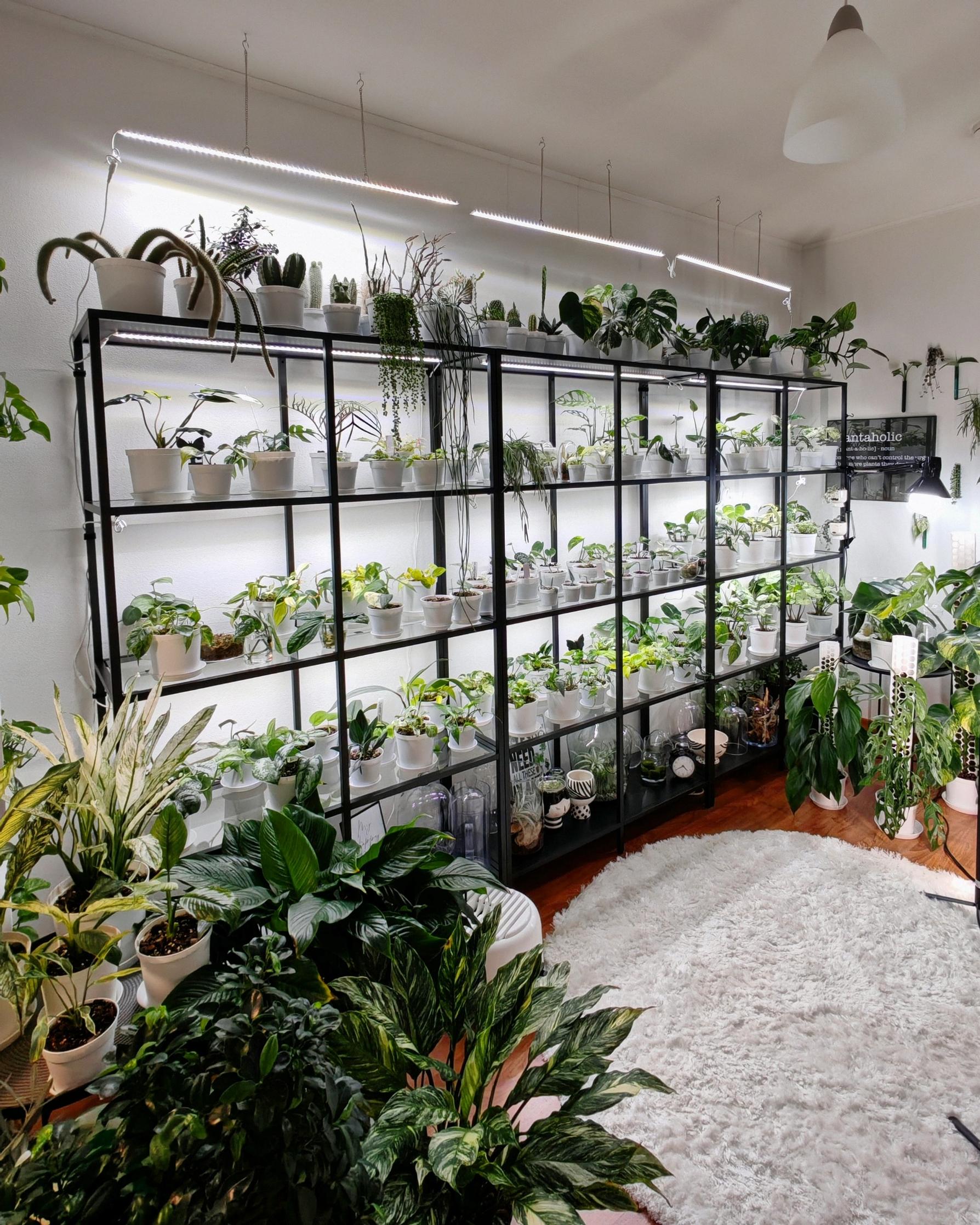 Nina’s plant collection