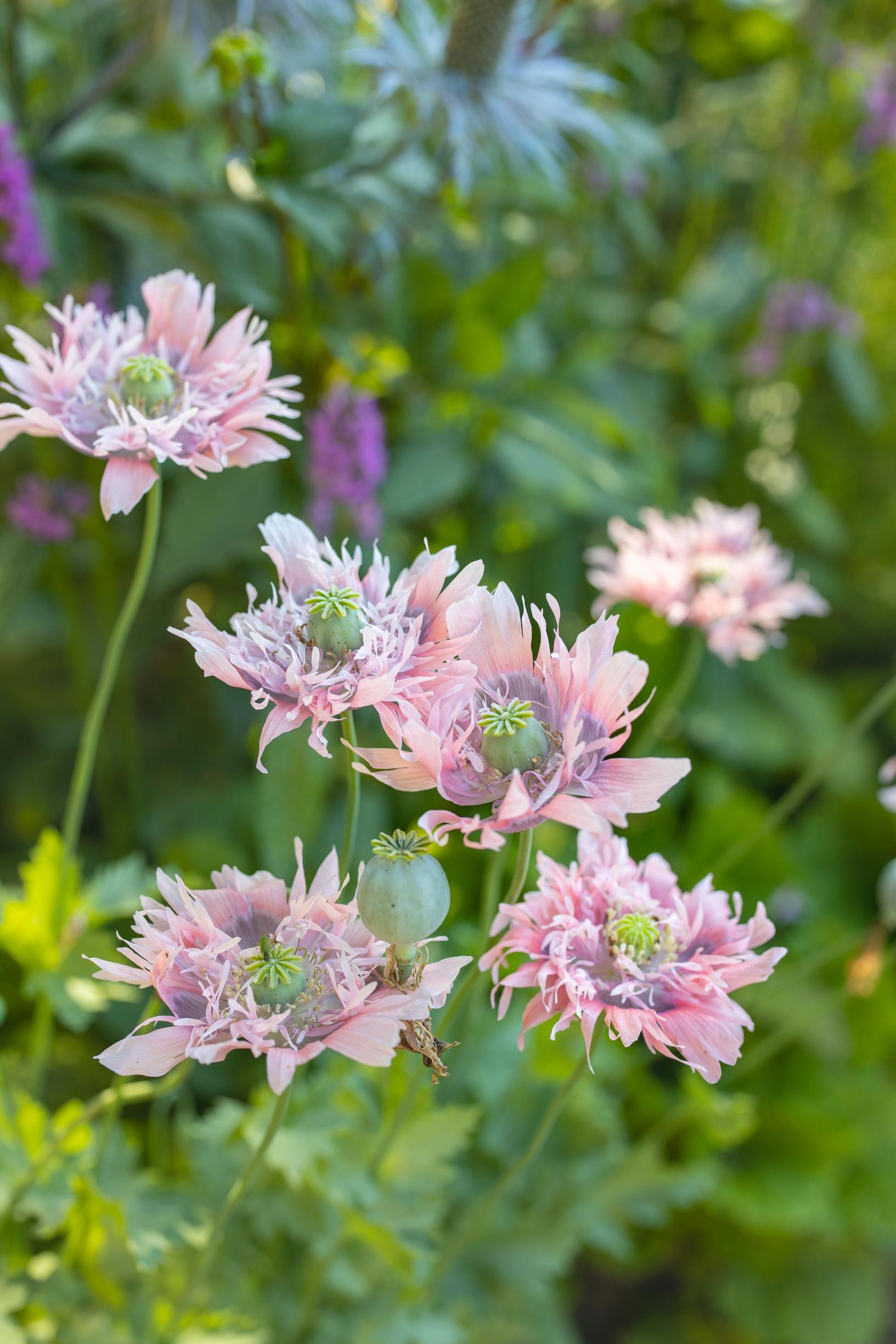 peony poppy