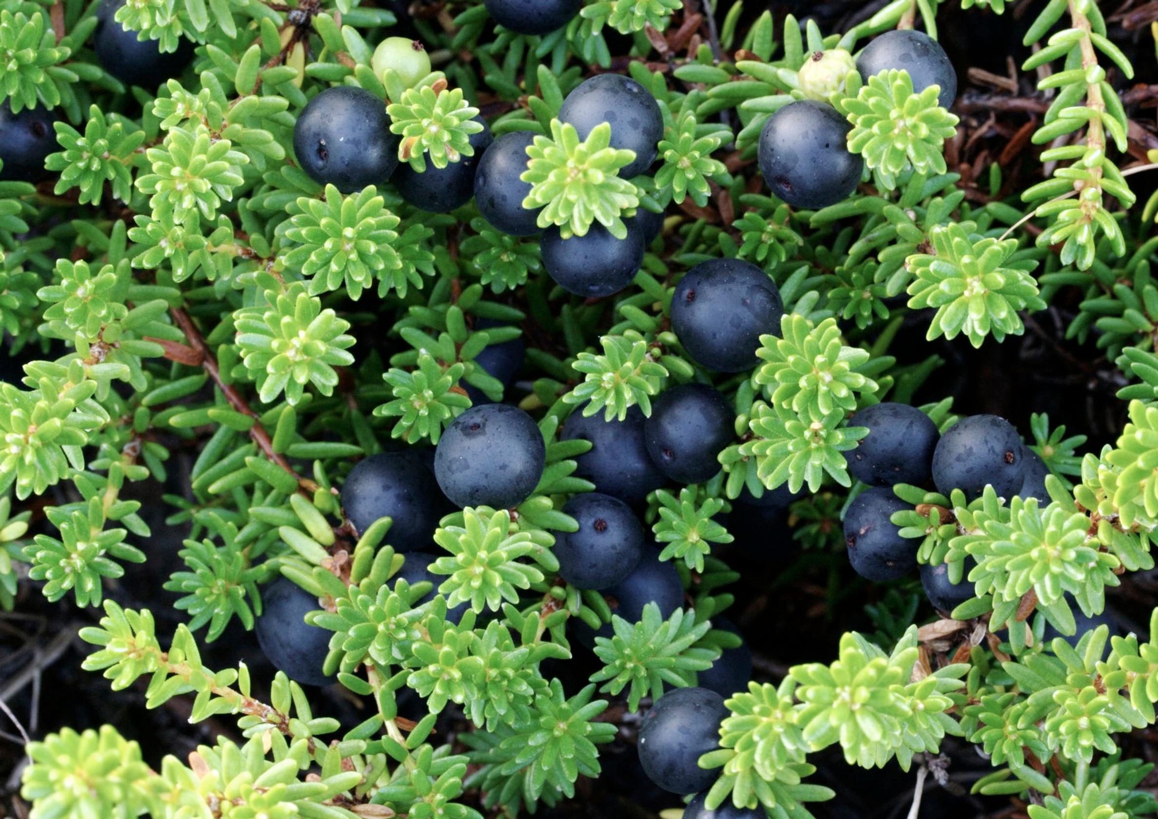 Crowberries