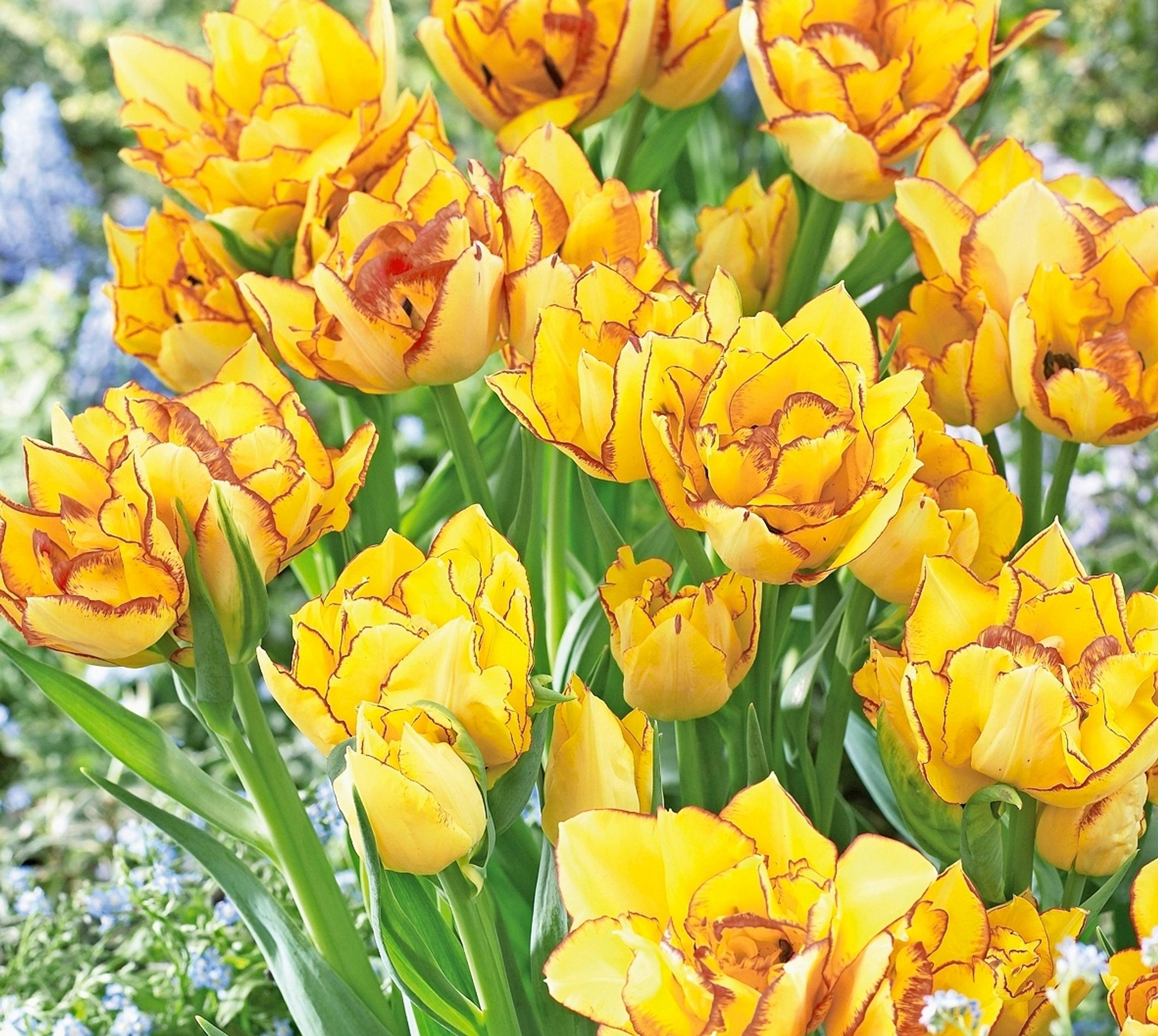 Multiflowering tulips: peony tulip ‘Aquilla,’ syn. ‘Aquila’